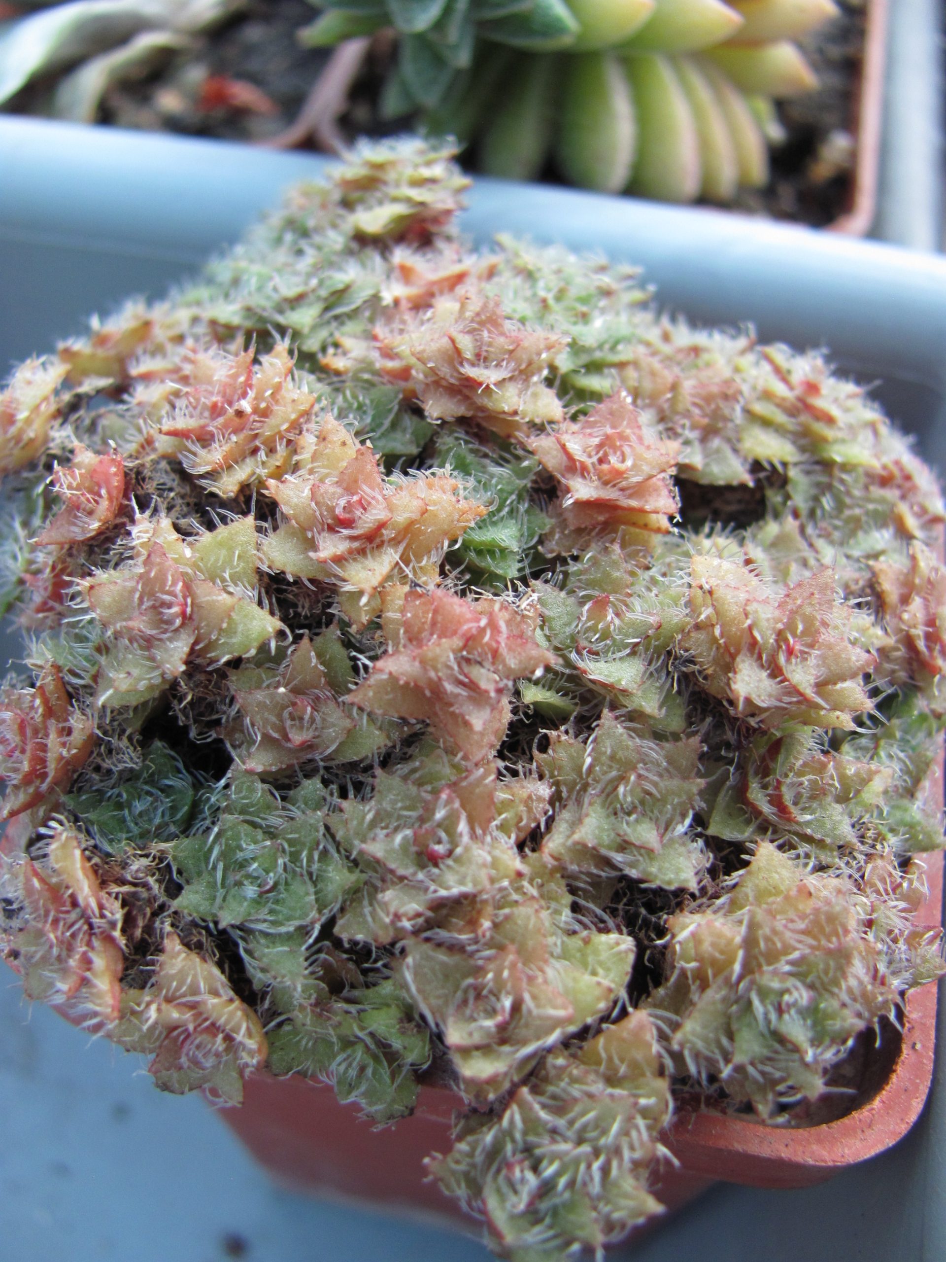 Crassula setulosa