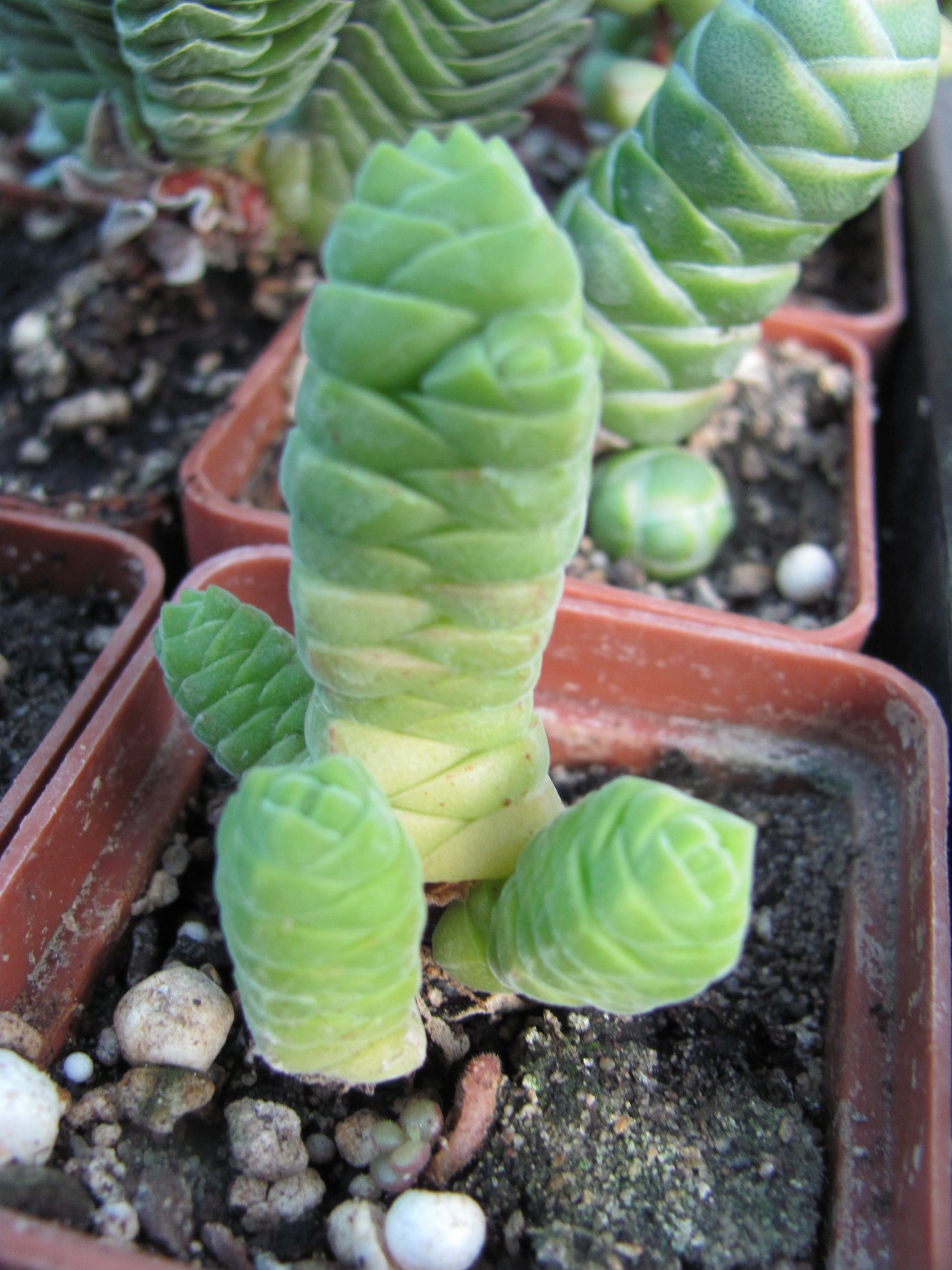 Crassula columella