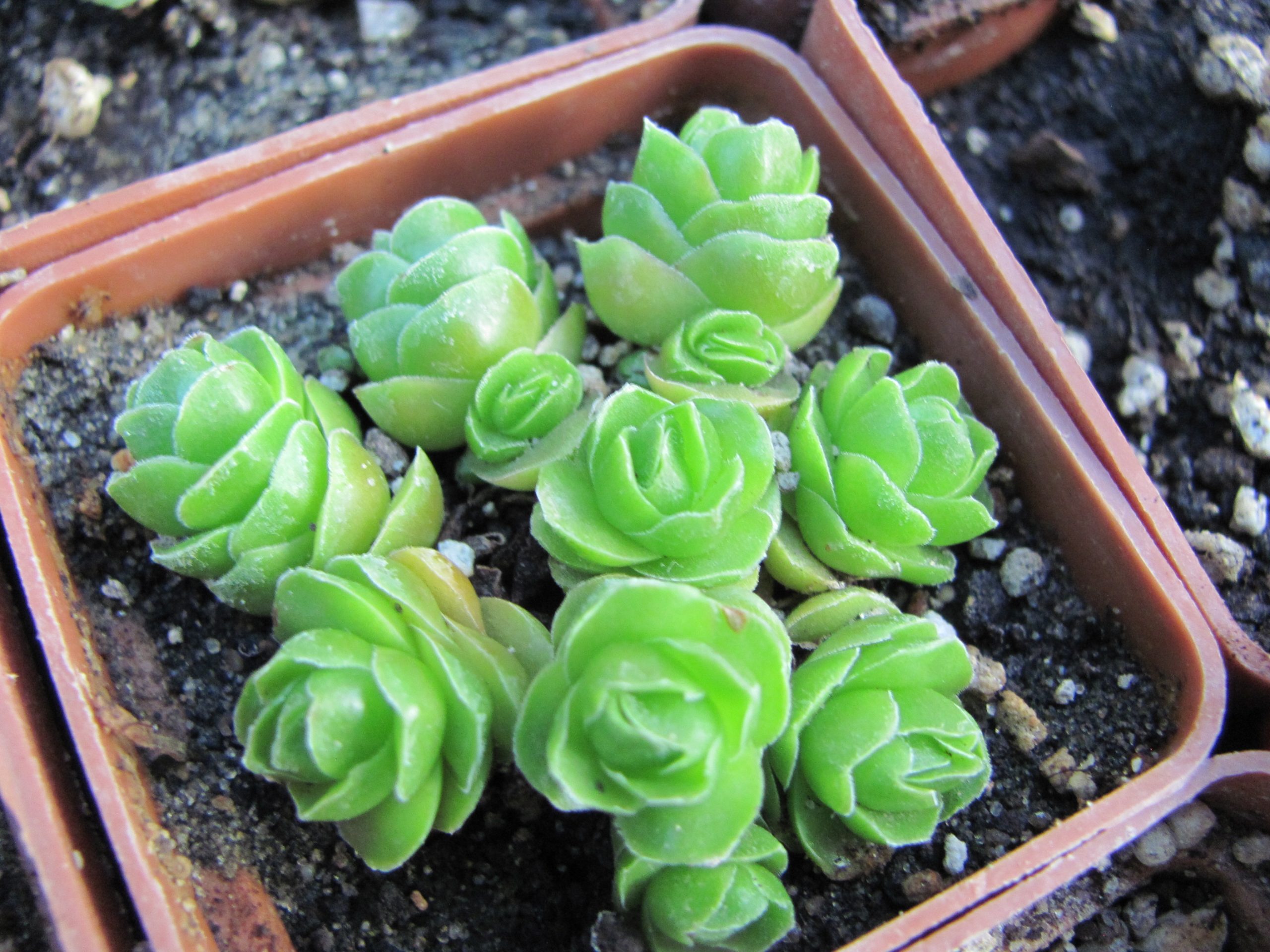 Crassula Emerald