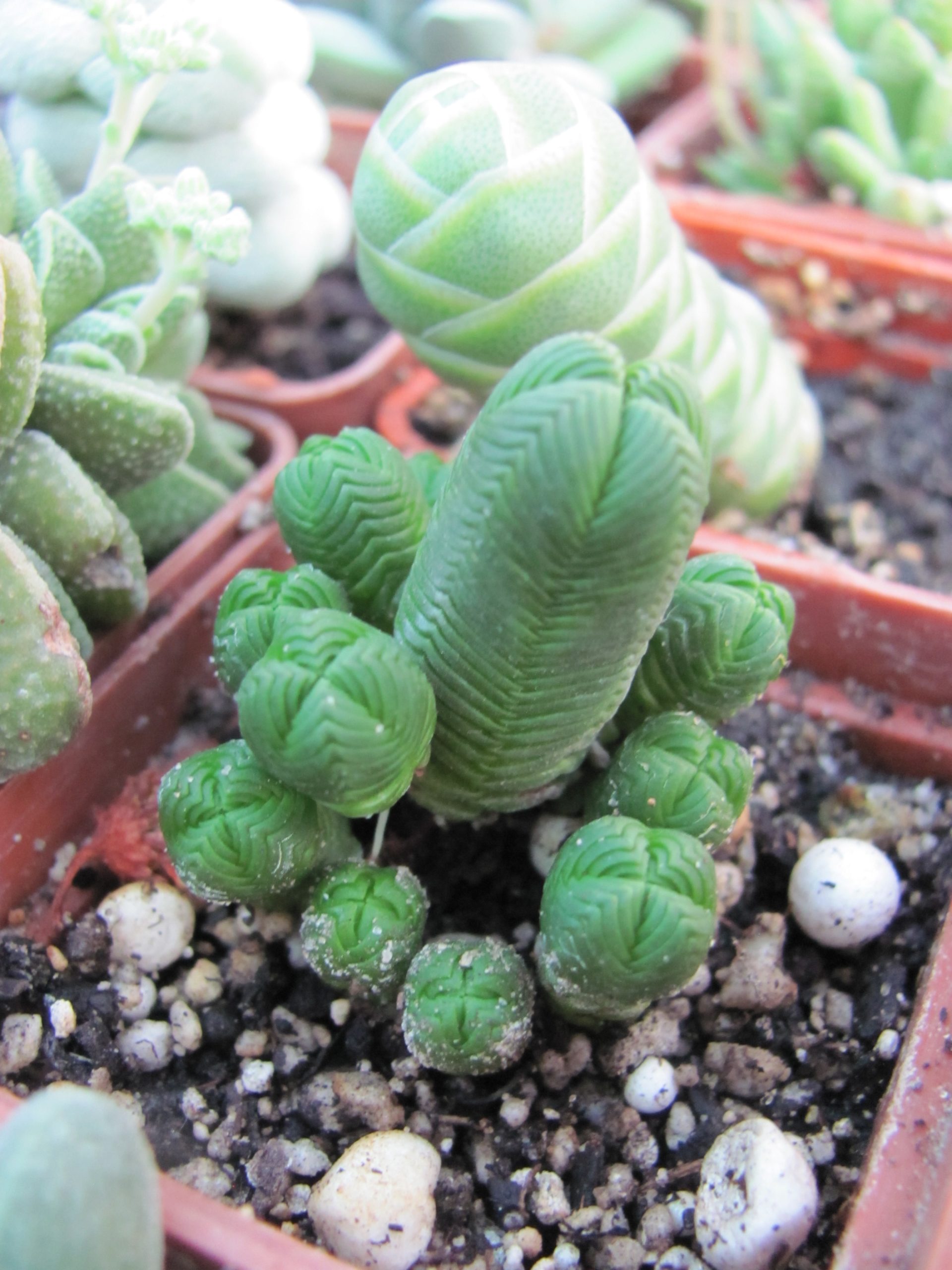 Crassula guadrangularis