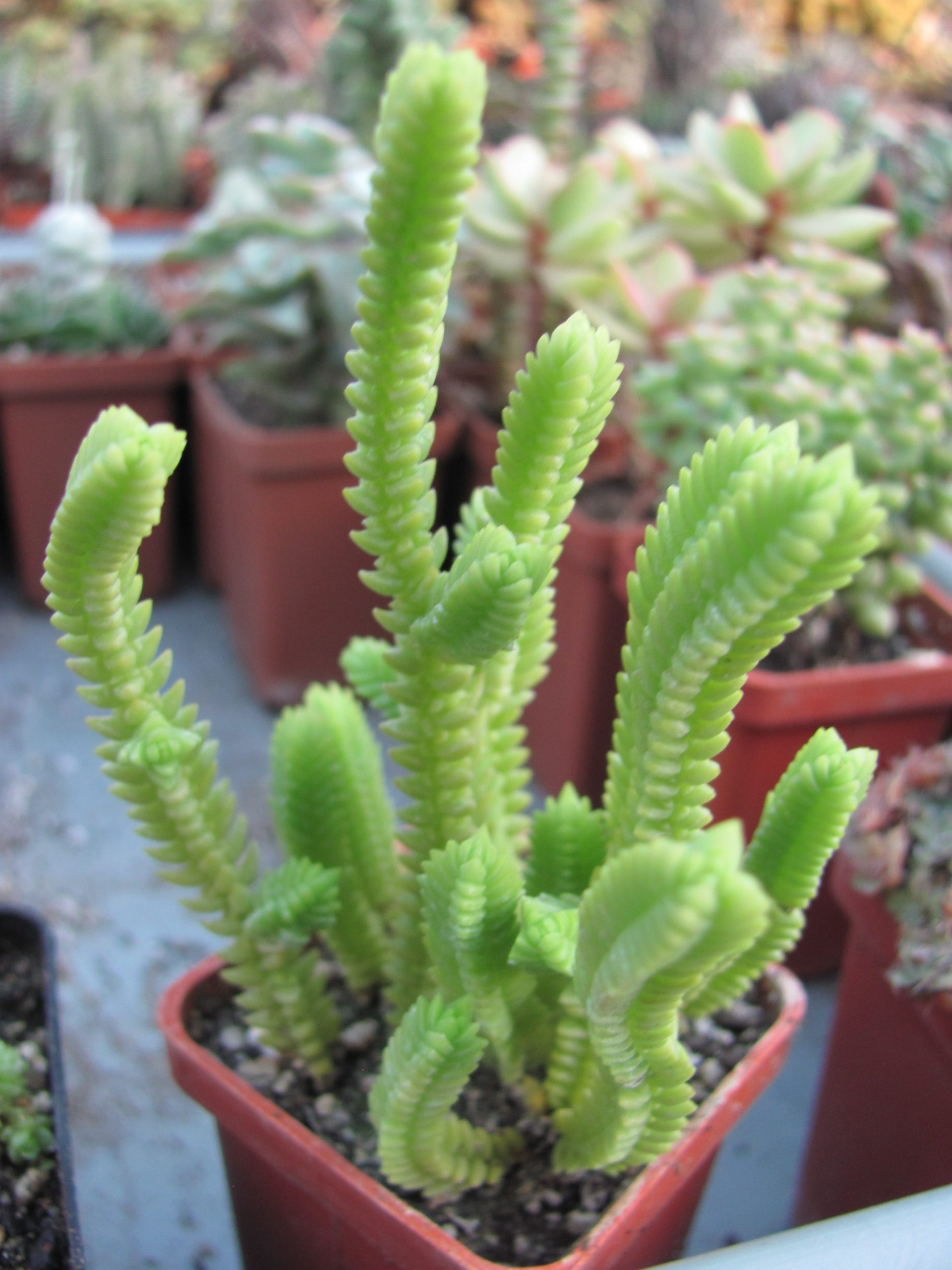 Crassula purpusii
