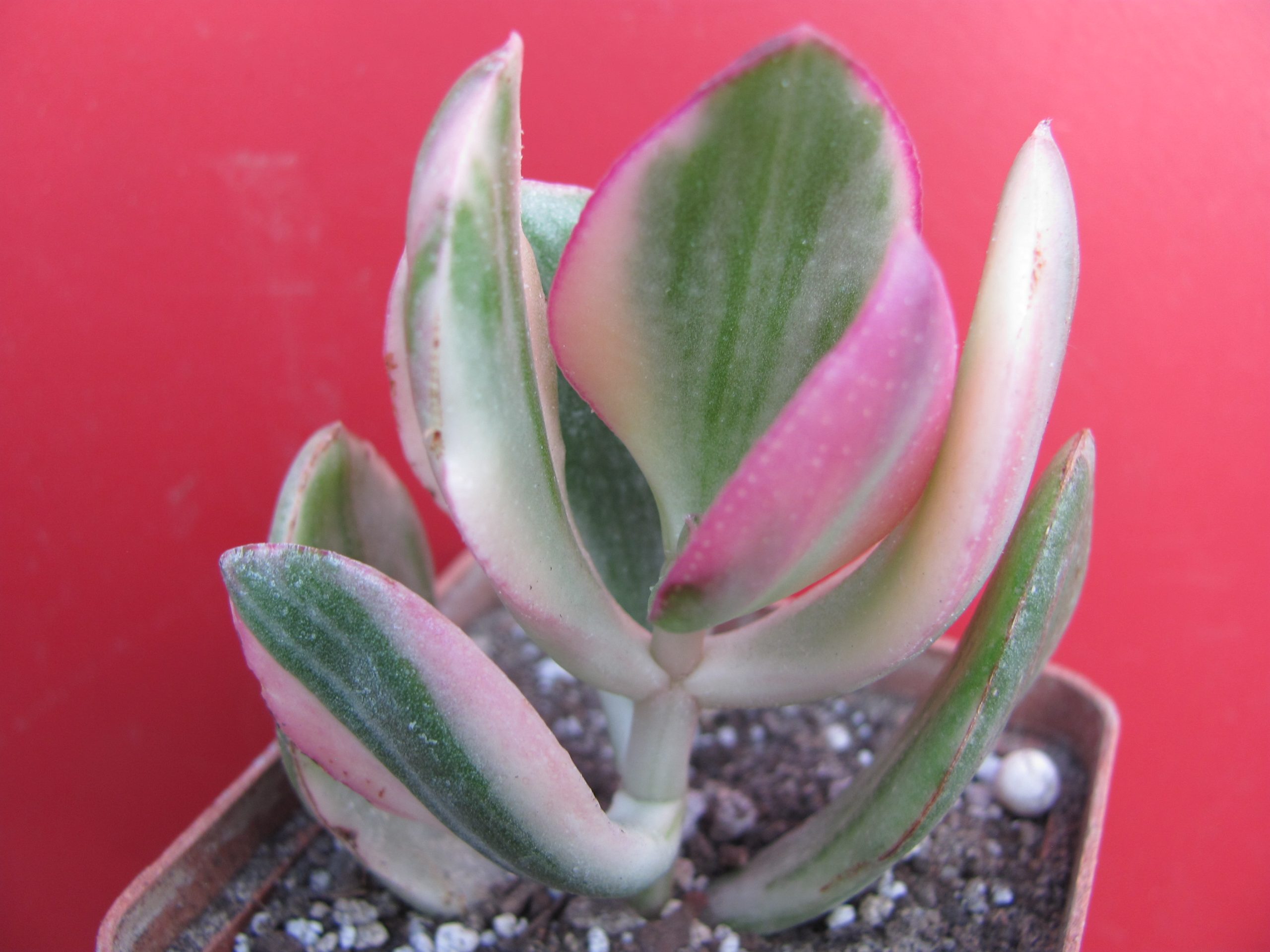 Crassula ovata variegata