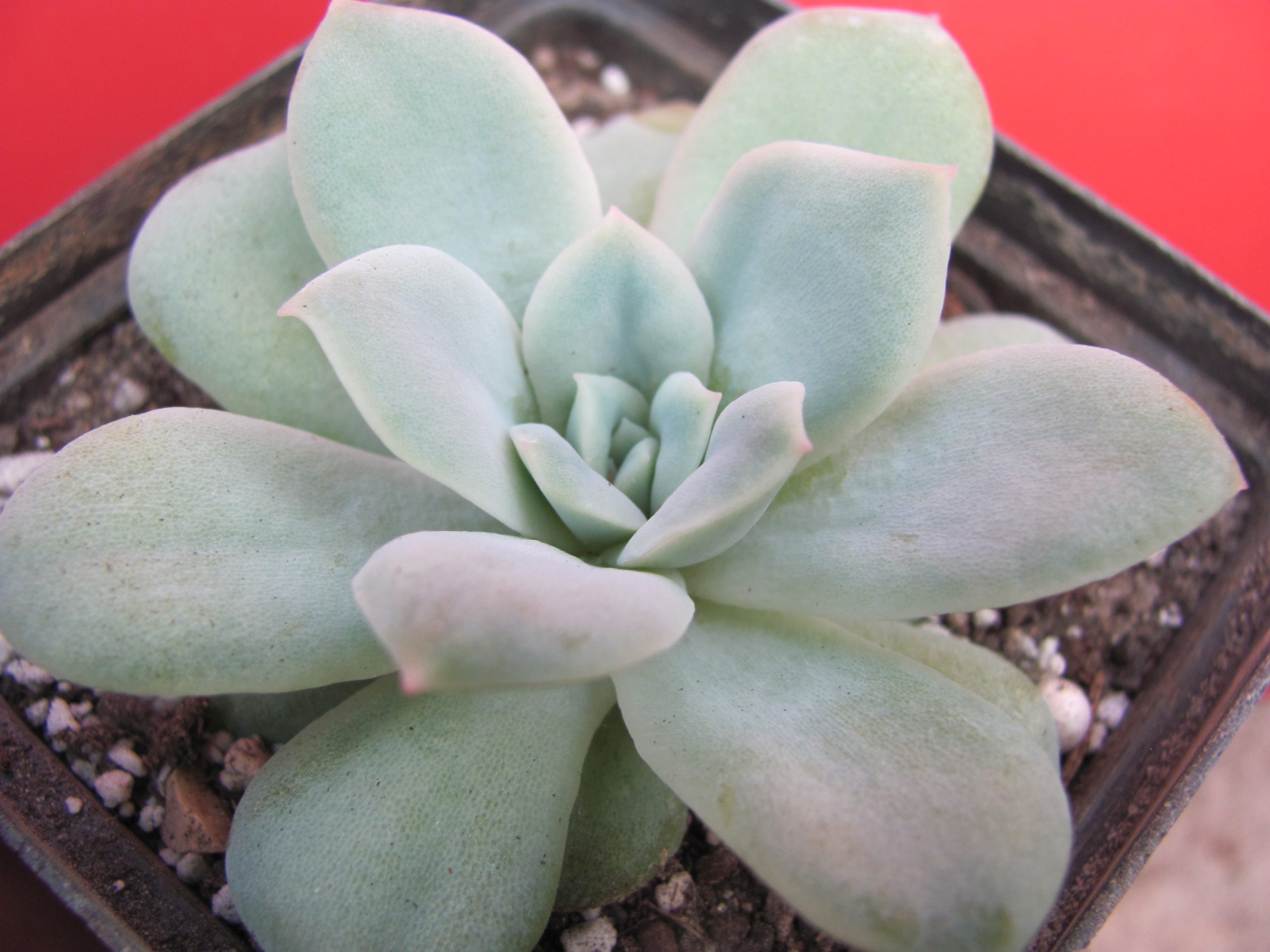Echeveria  *Seersucker*