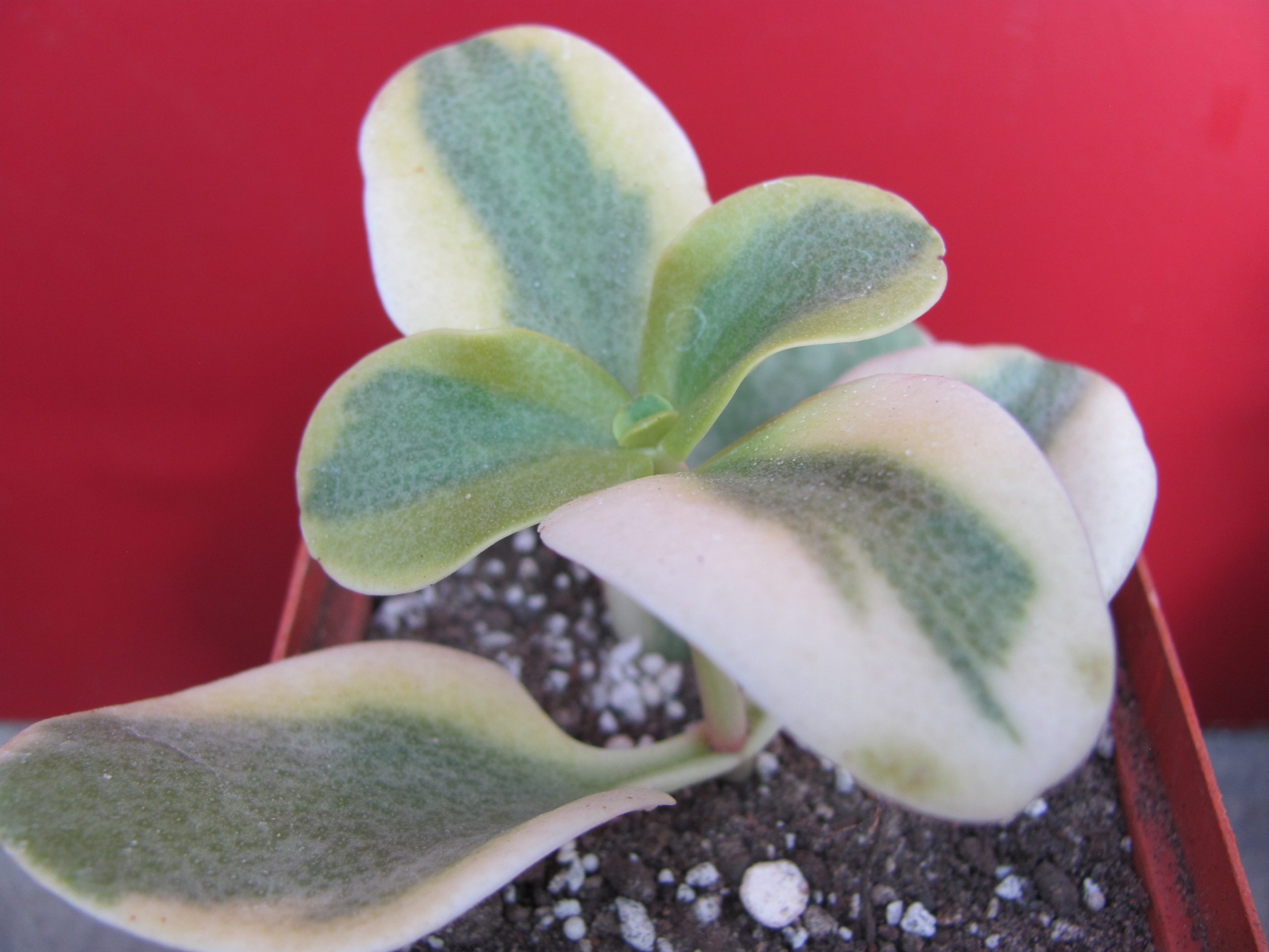 Crassula multicava  variegata