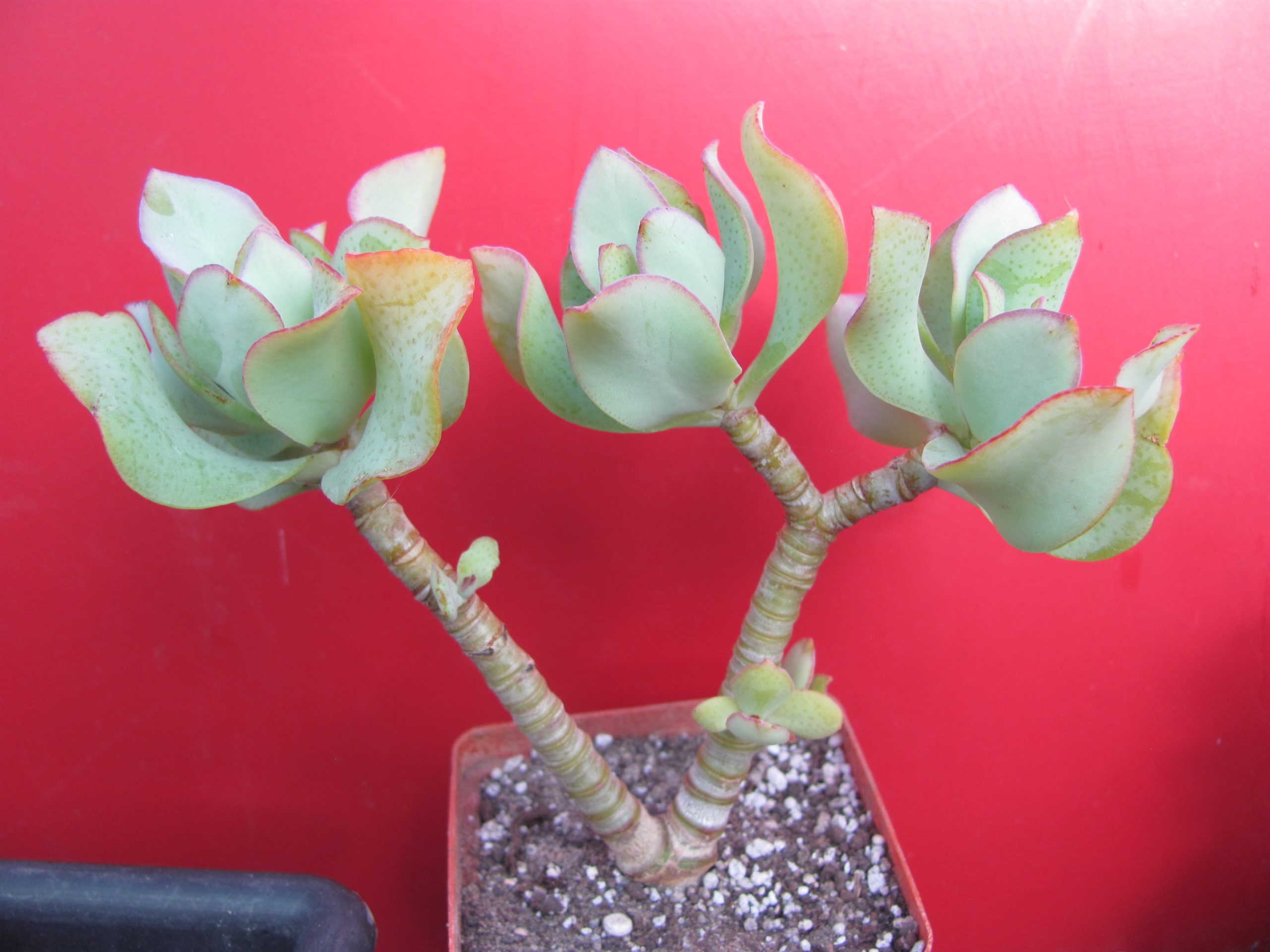 Crassula   Blue Bird