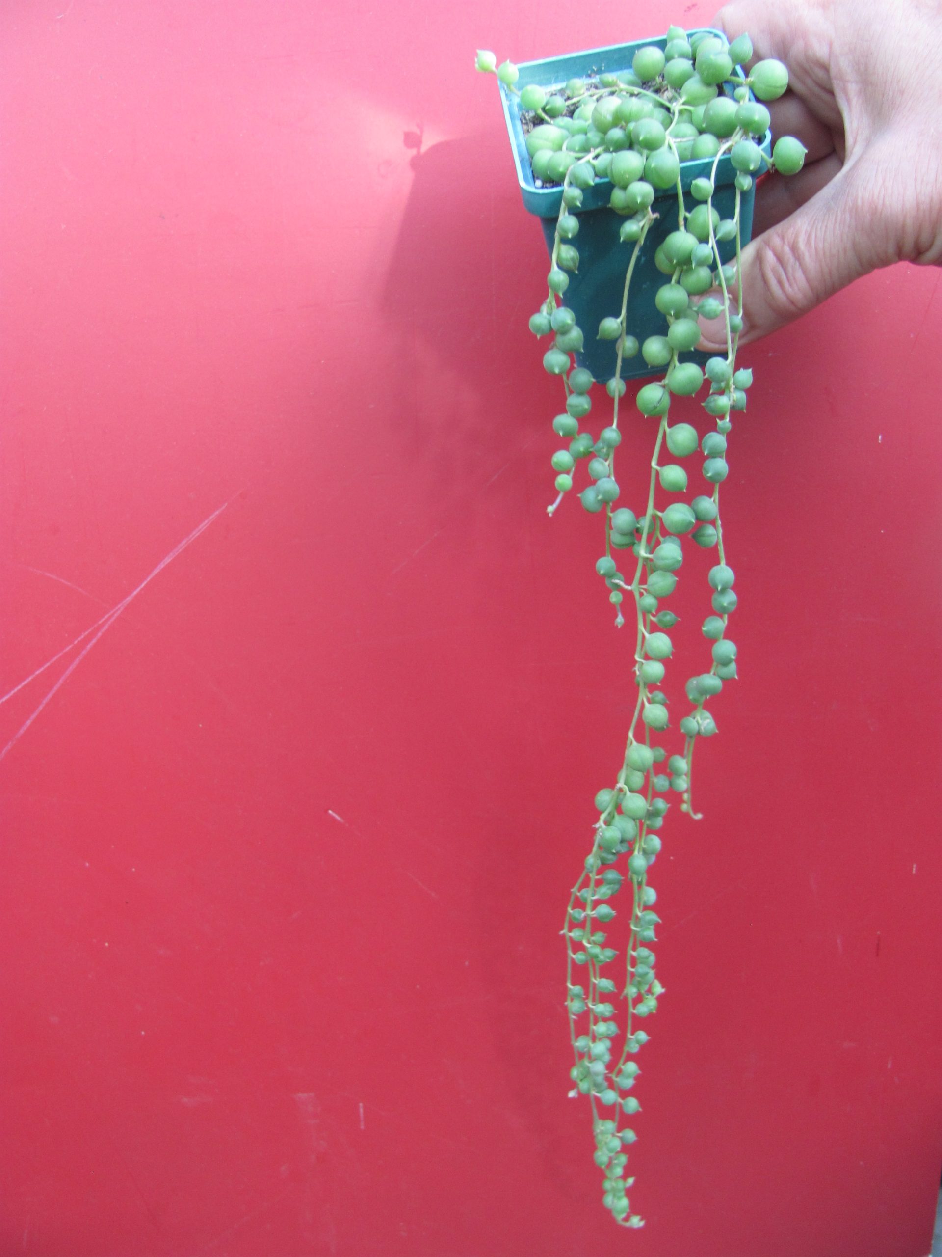 Senecio rowleyanus
