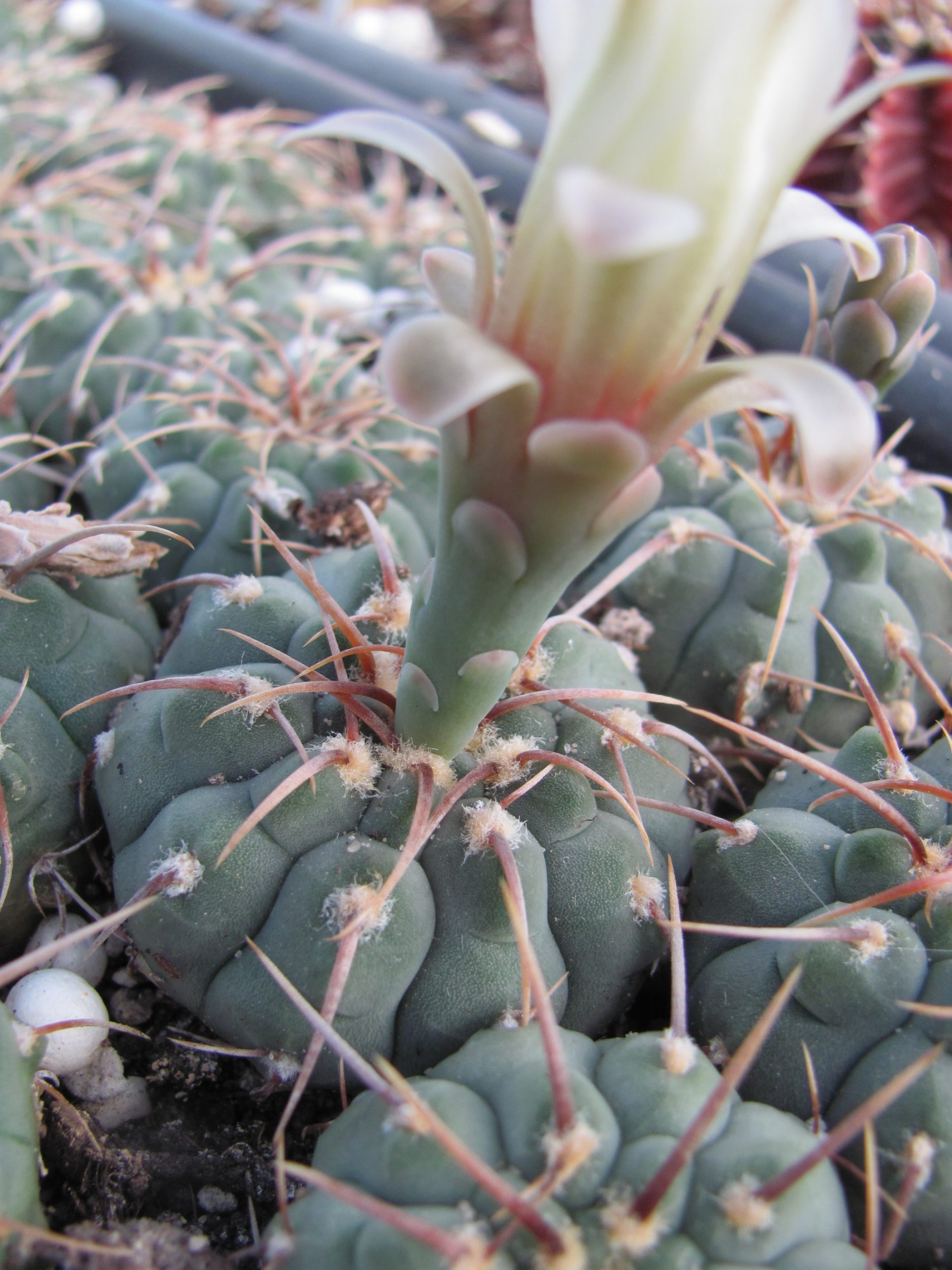 Gymnocalycium  vatteri     1 koл.