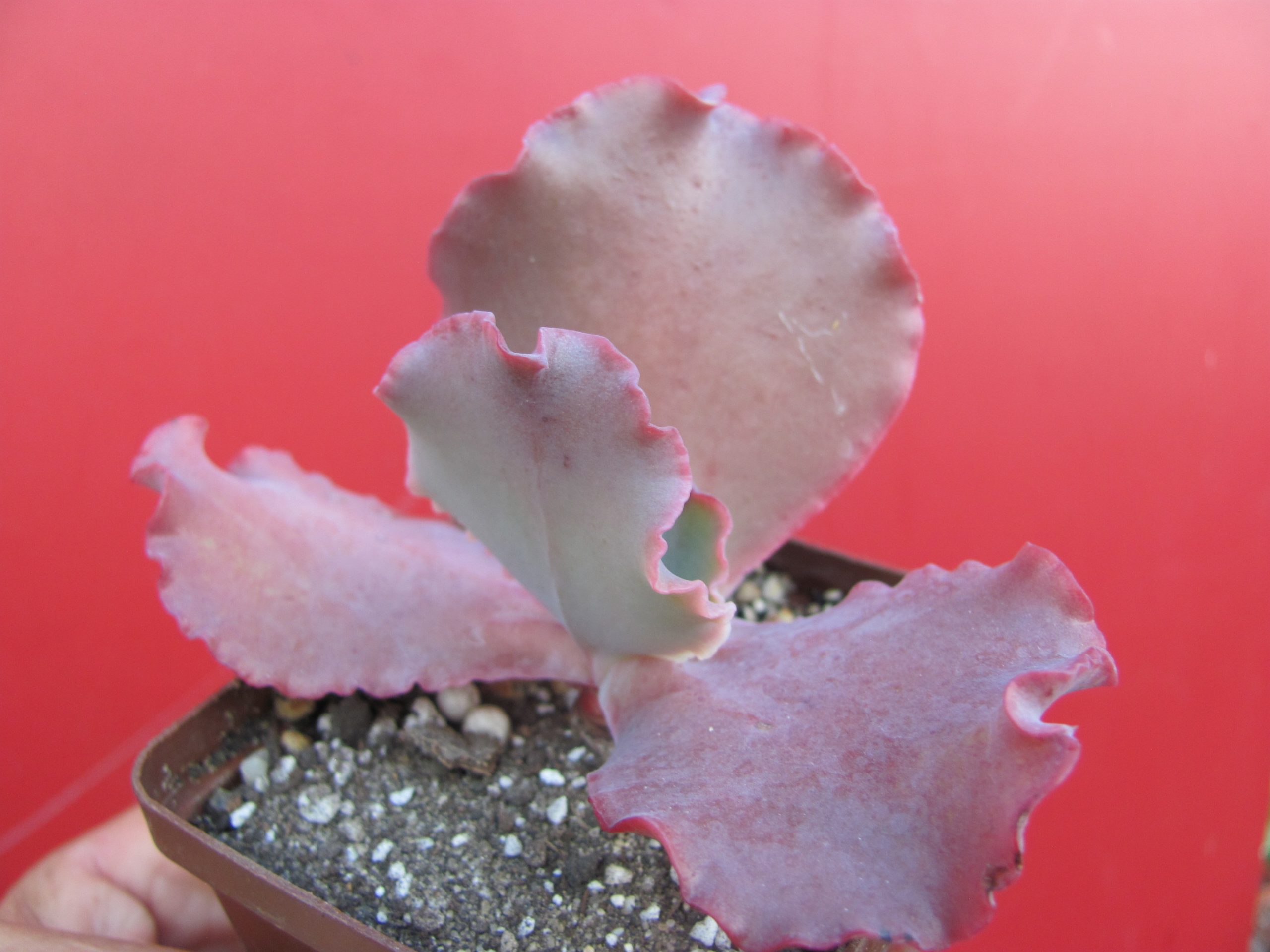 Echeveria   Silveron Red