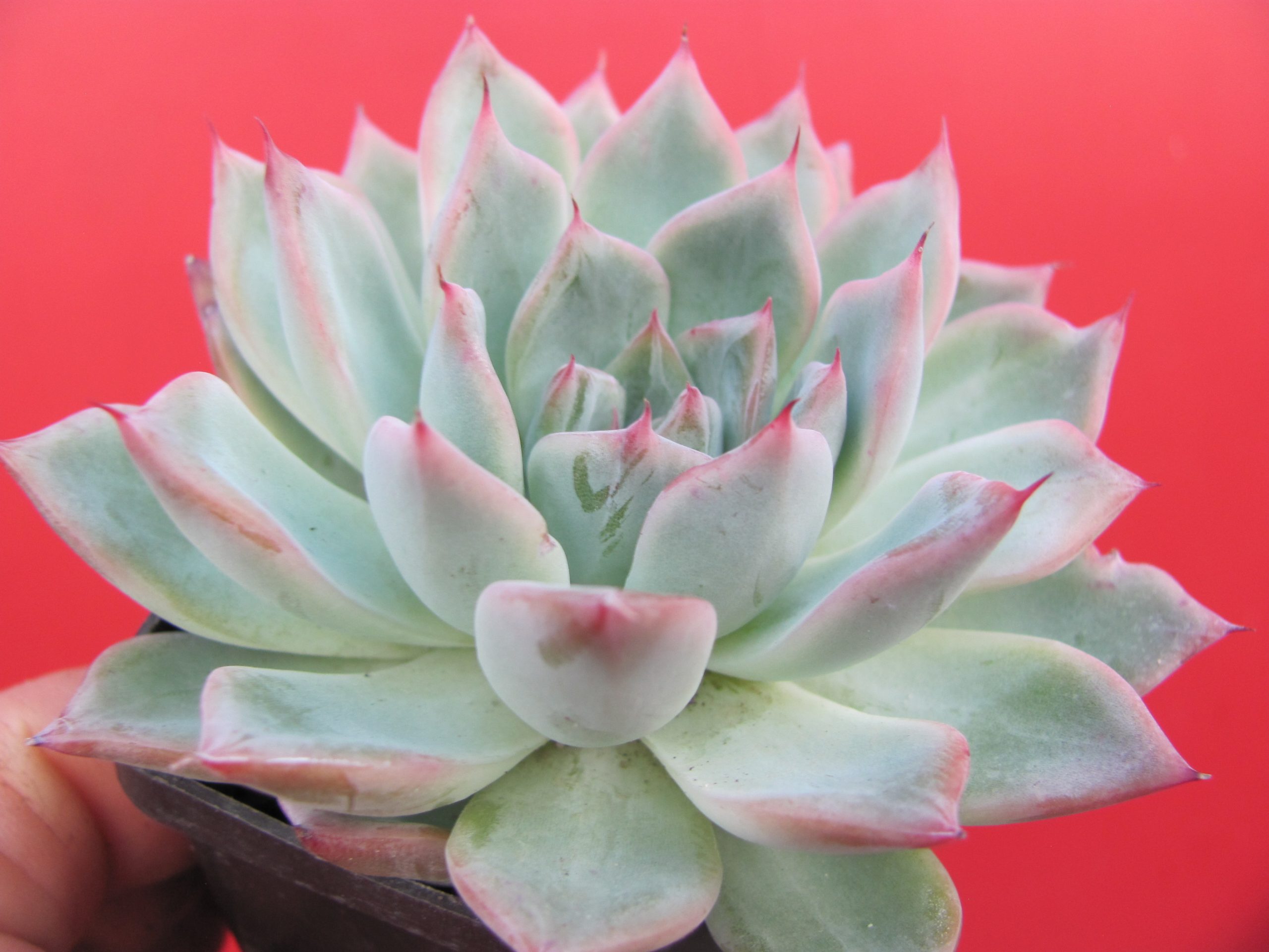 Echeveria  Black Swan