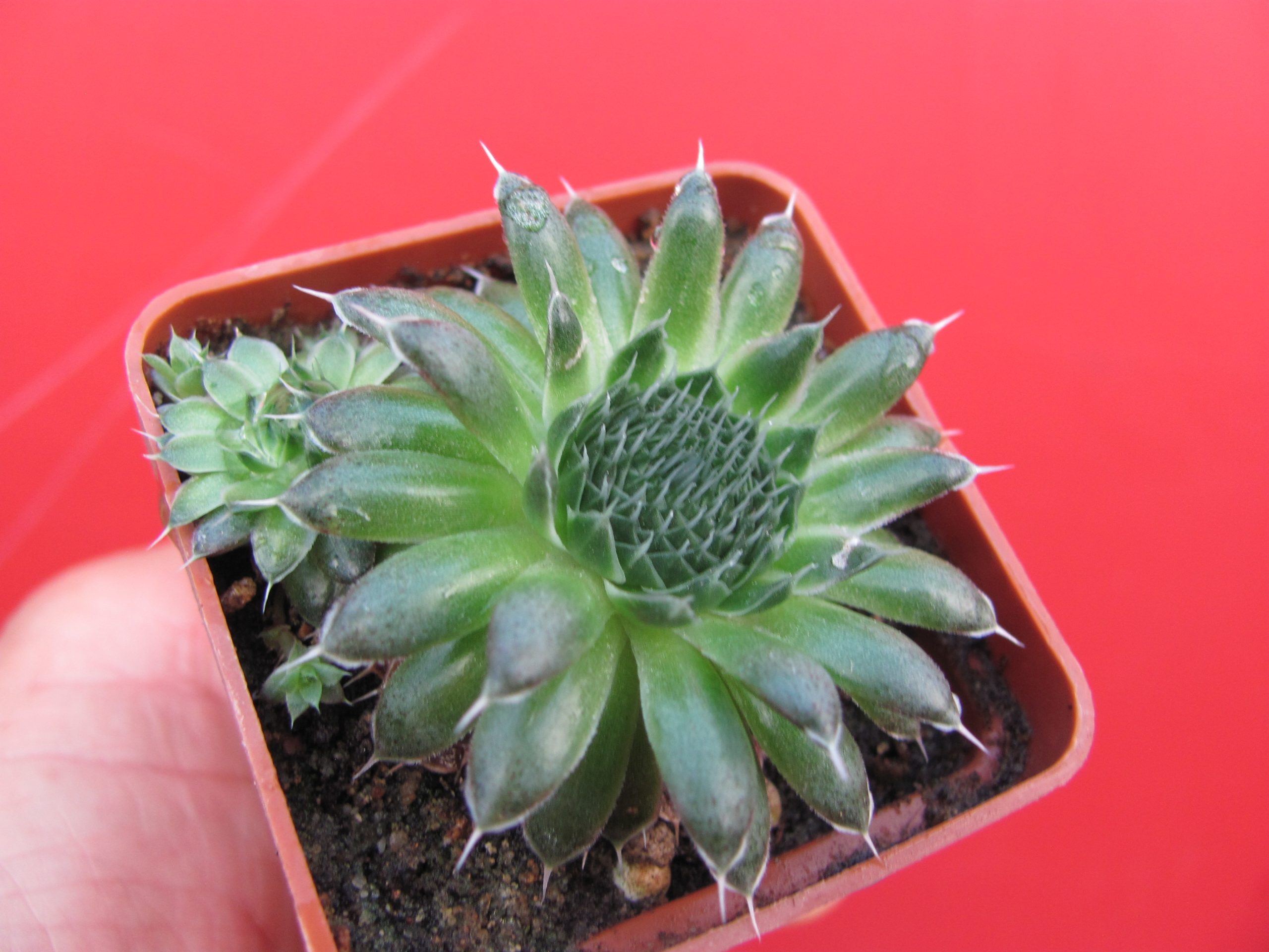 Orostachys  spinosus