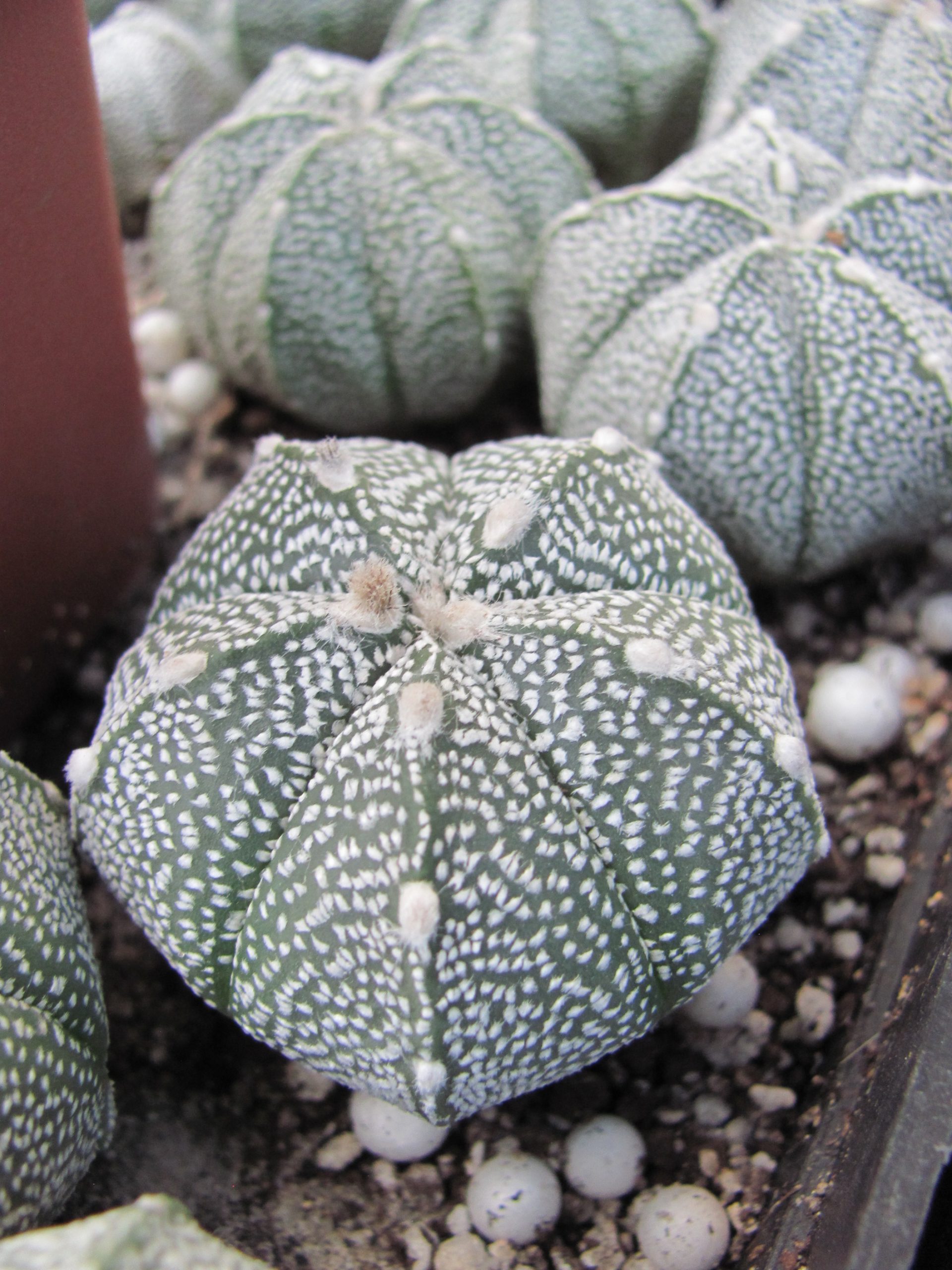 Astrophytum Super Kabuto x coahuilense