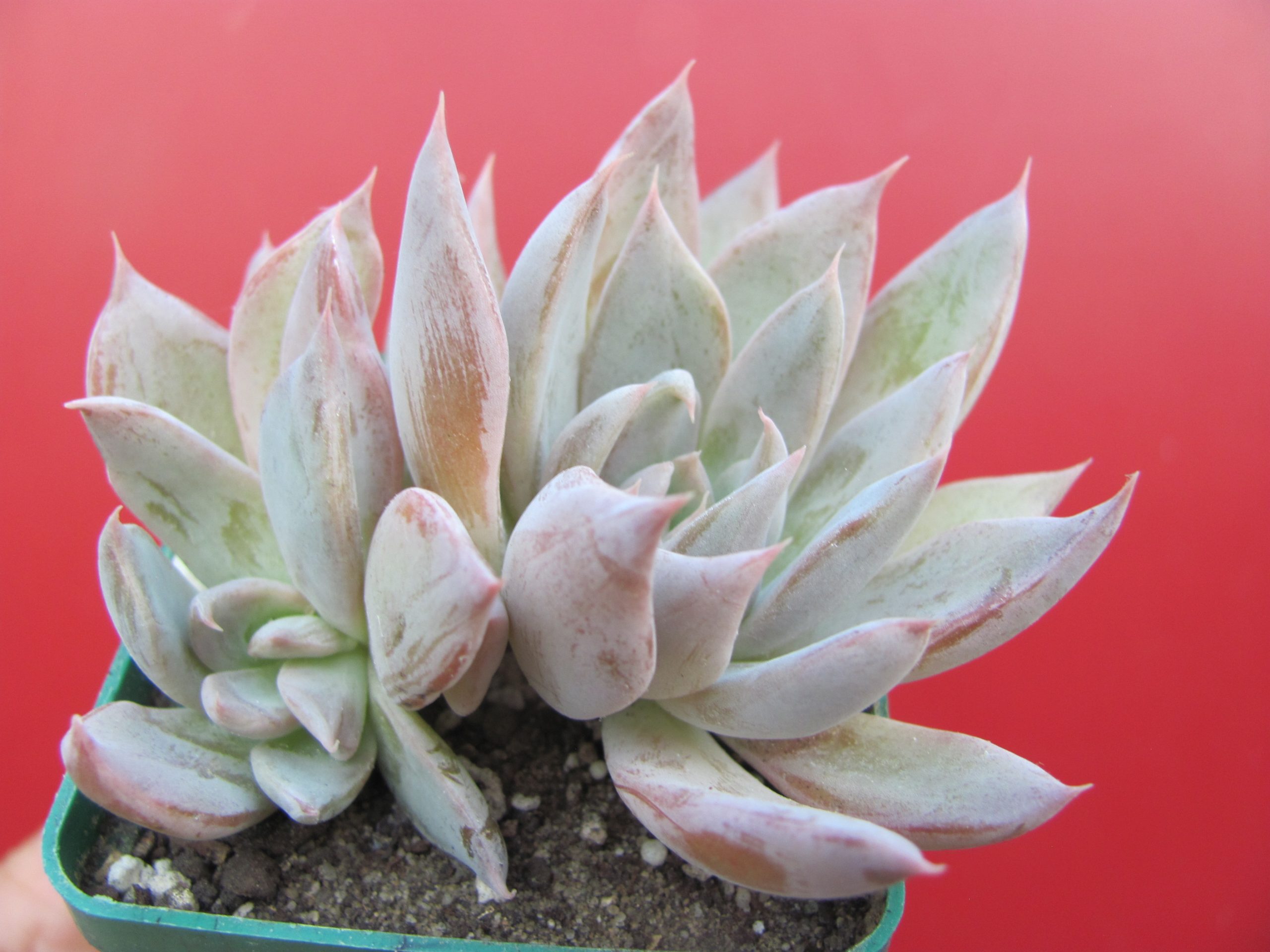 Echeveria craigiana  Chihuahua