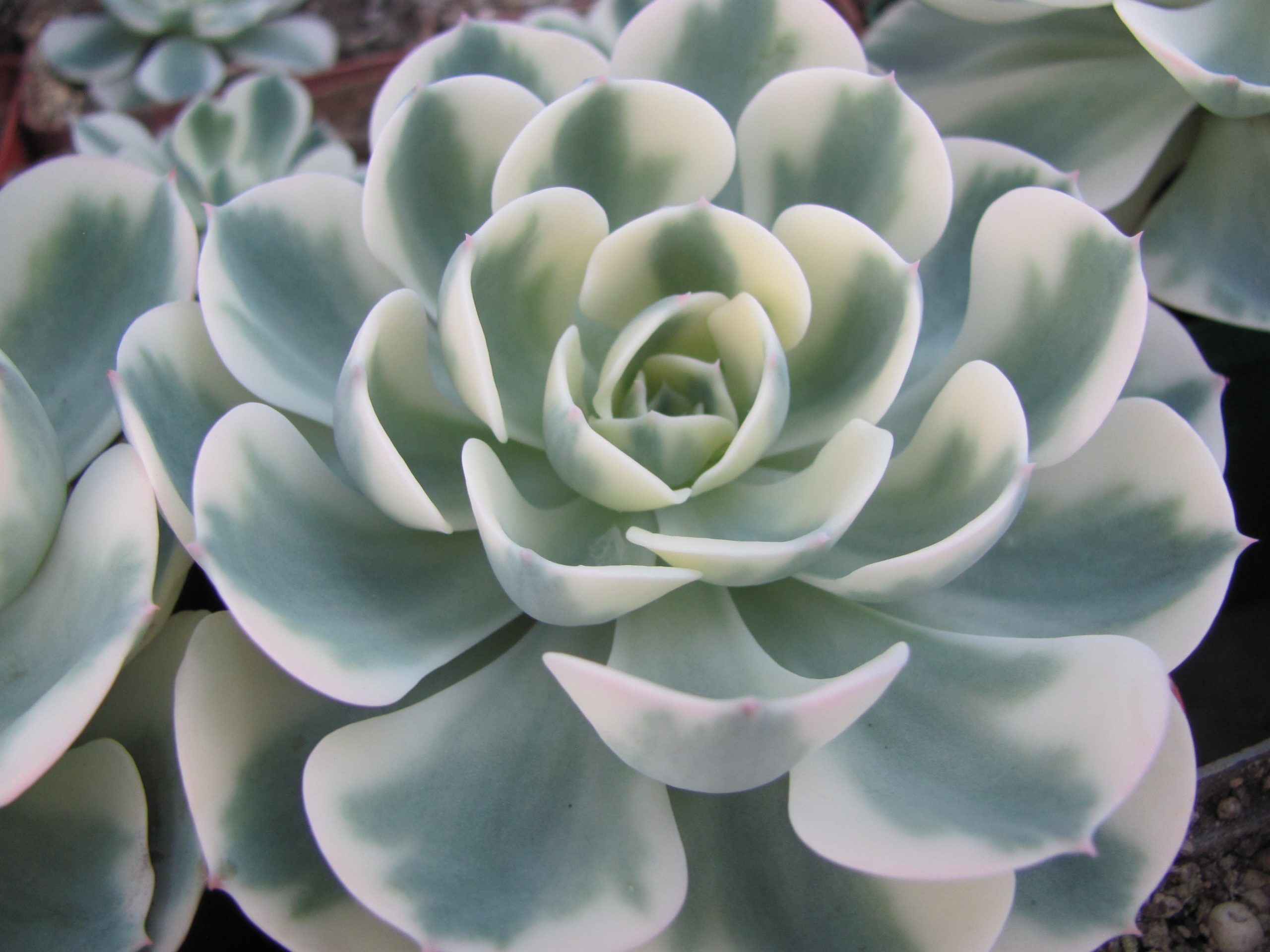 Echeveria  *Compton Carousel * variegata