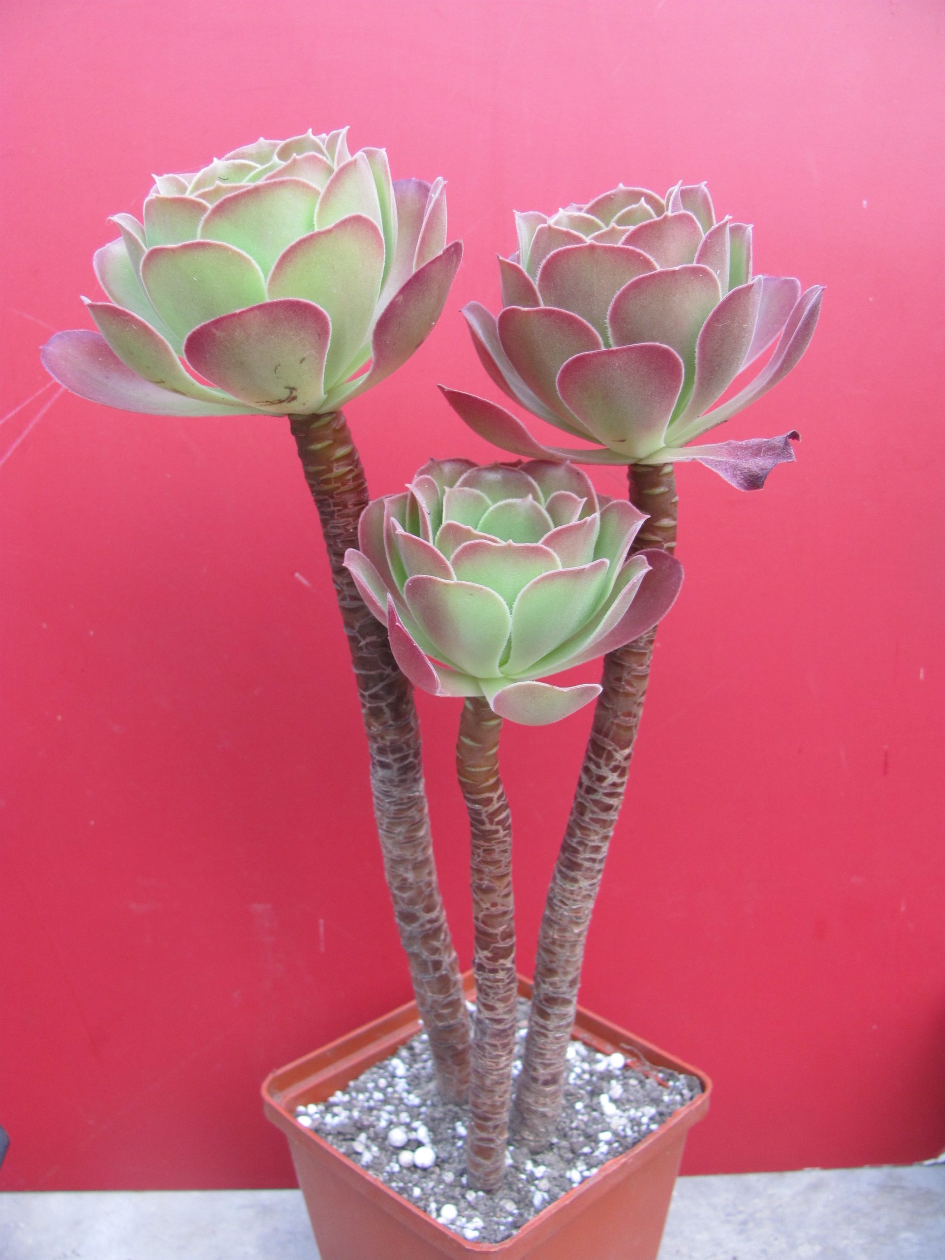 Aeonium Velour