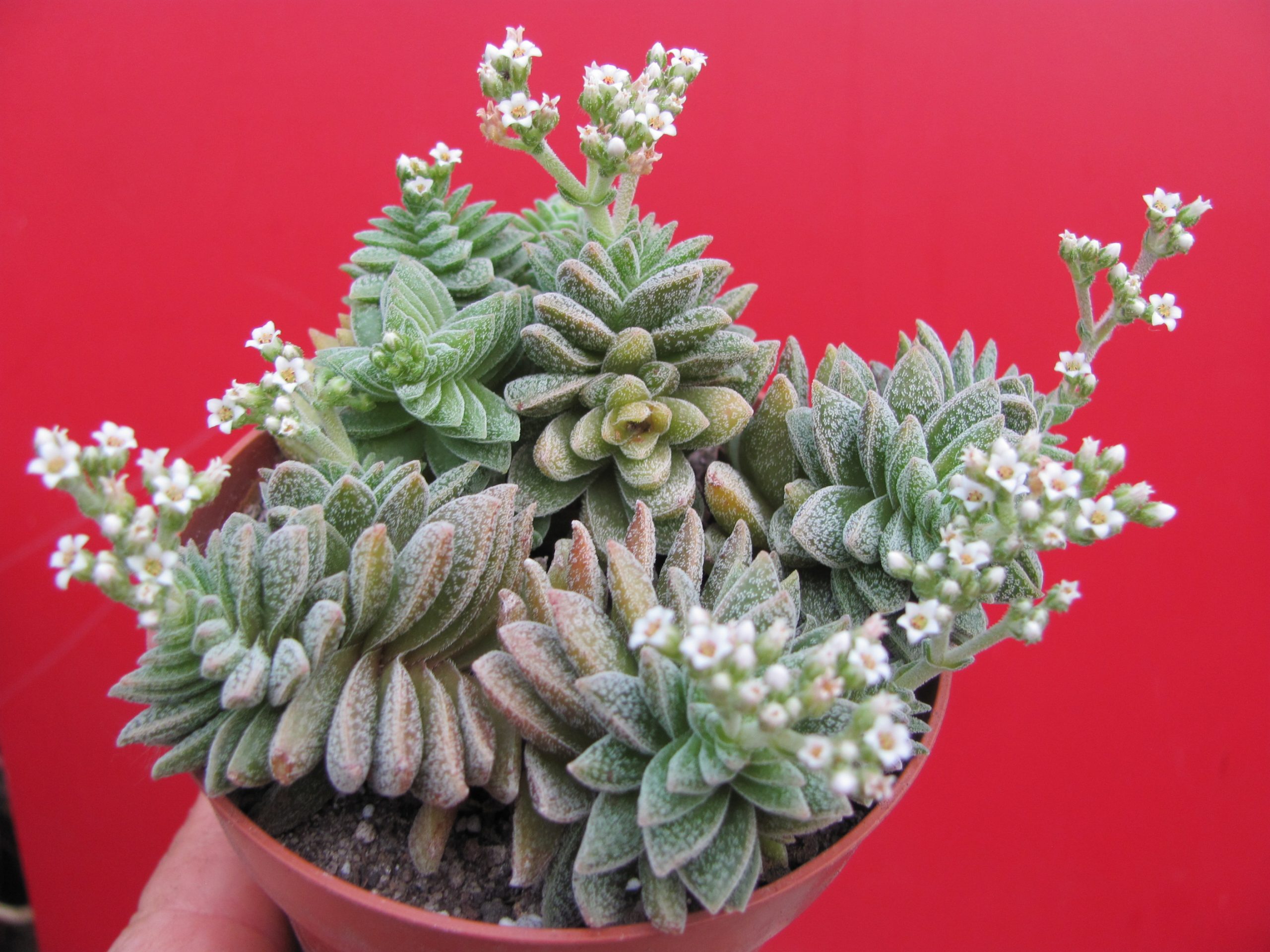 Crassula Frosty