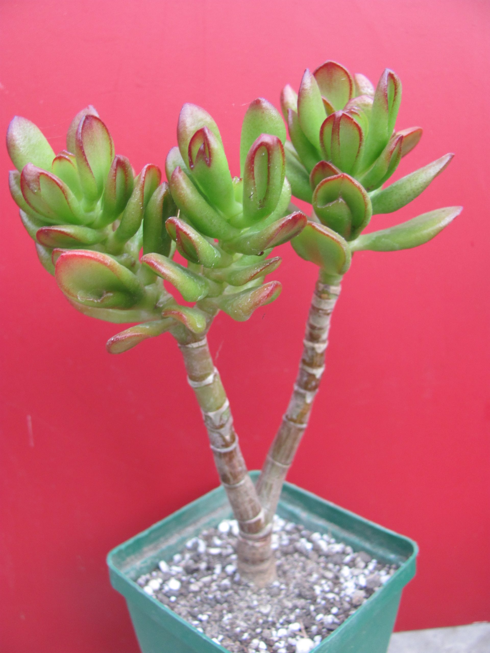 Crassula ovate *HOBBIT*