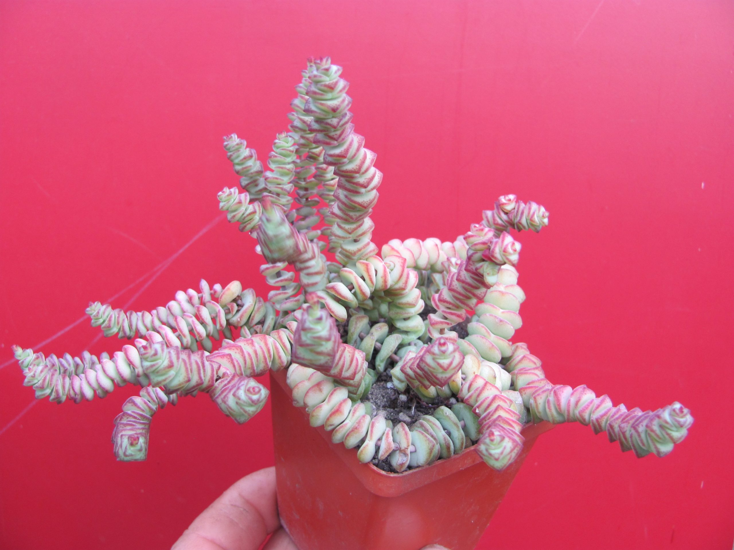 Crassula marnieriana