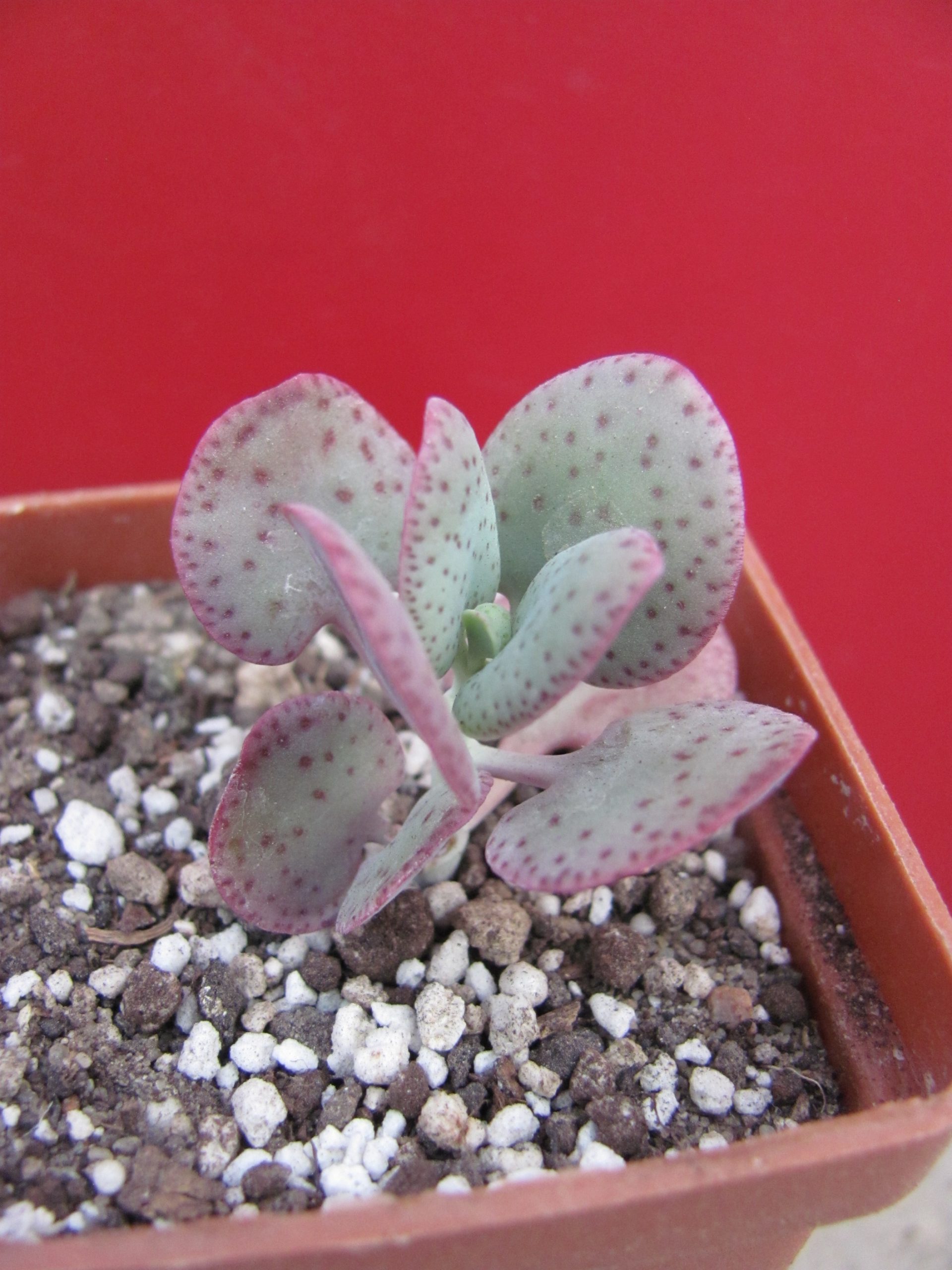Crassula cordata