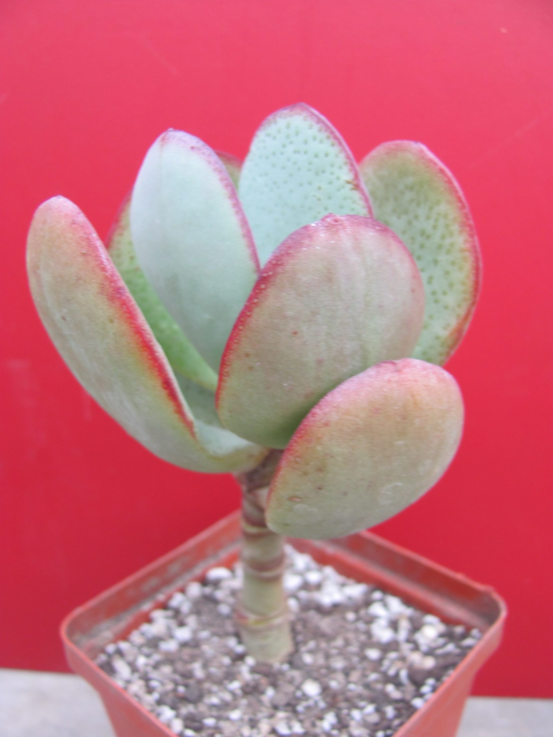 Crassula arborescens