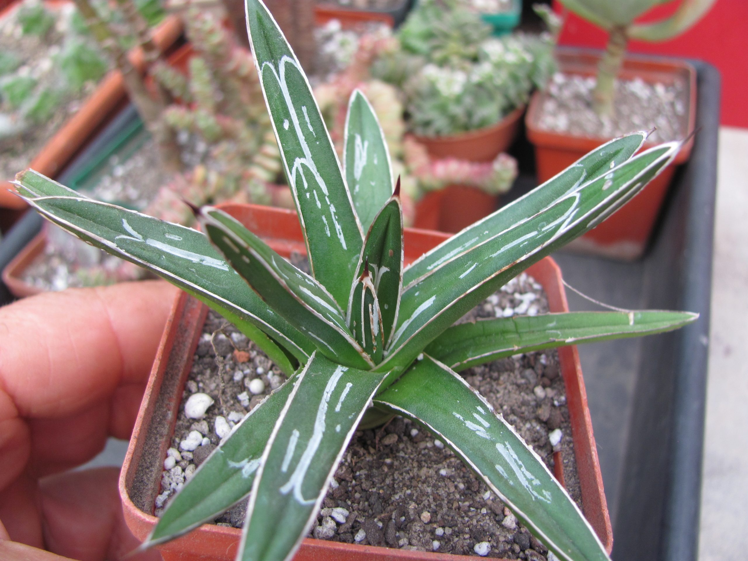 Agava victoria reginae *Minor*