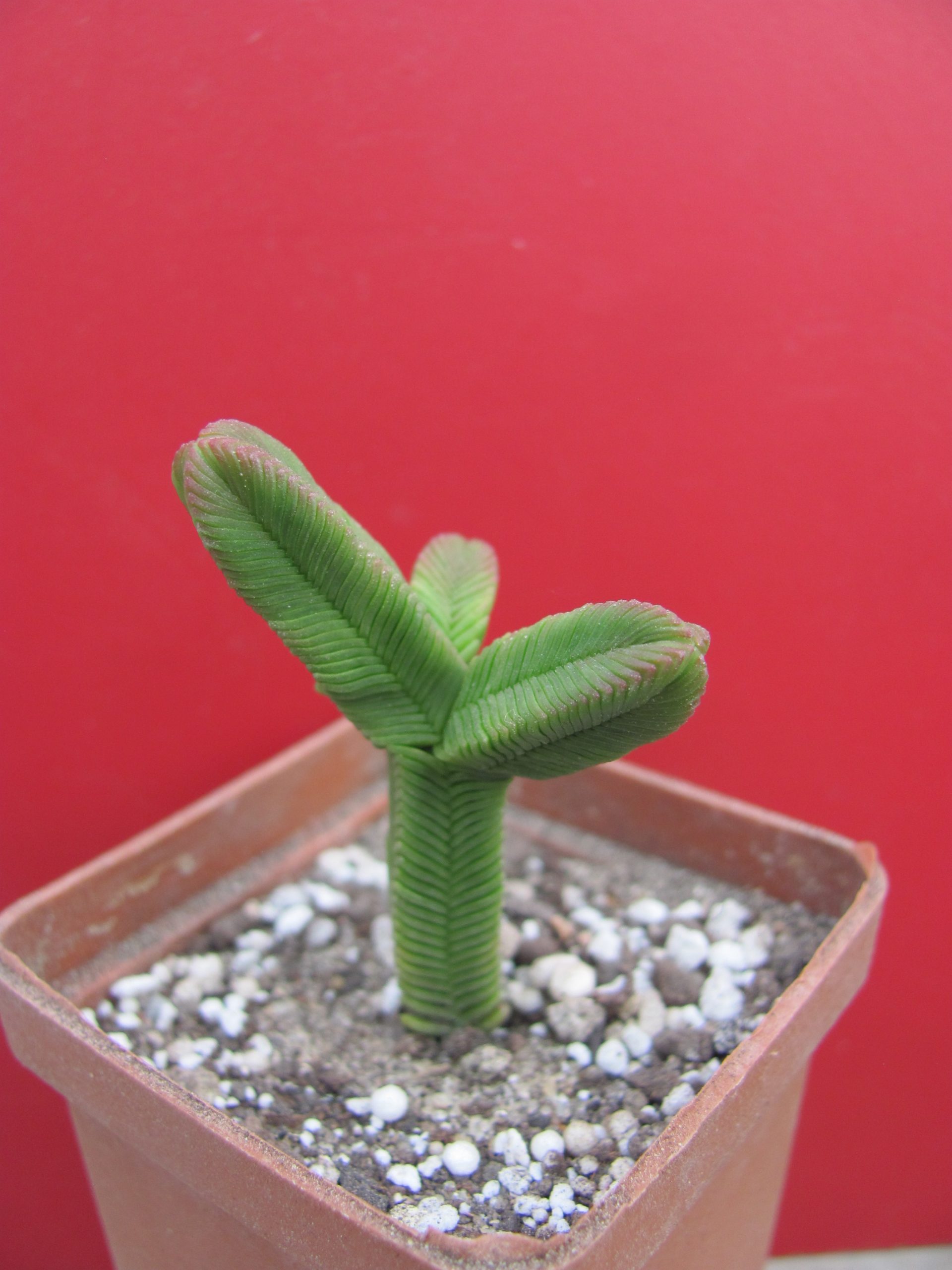 Crassula pyramidalis