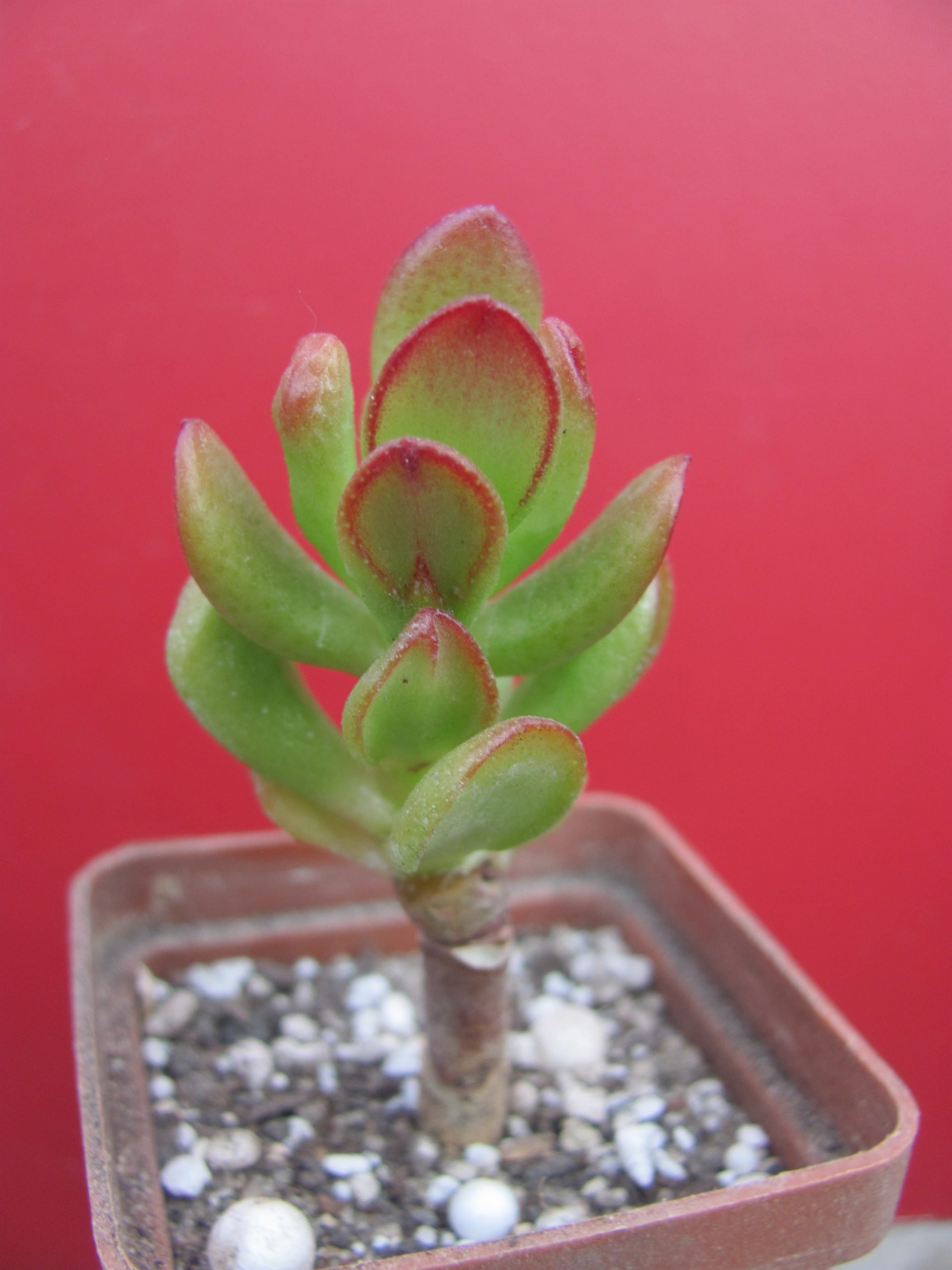 Crassula ovata *HOBBIT*