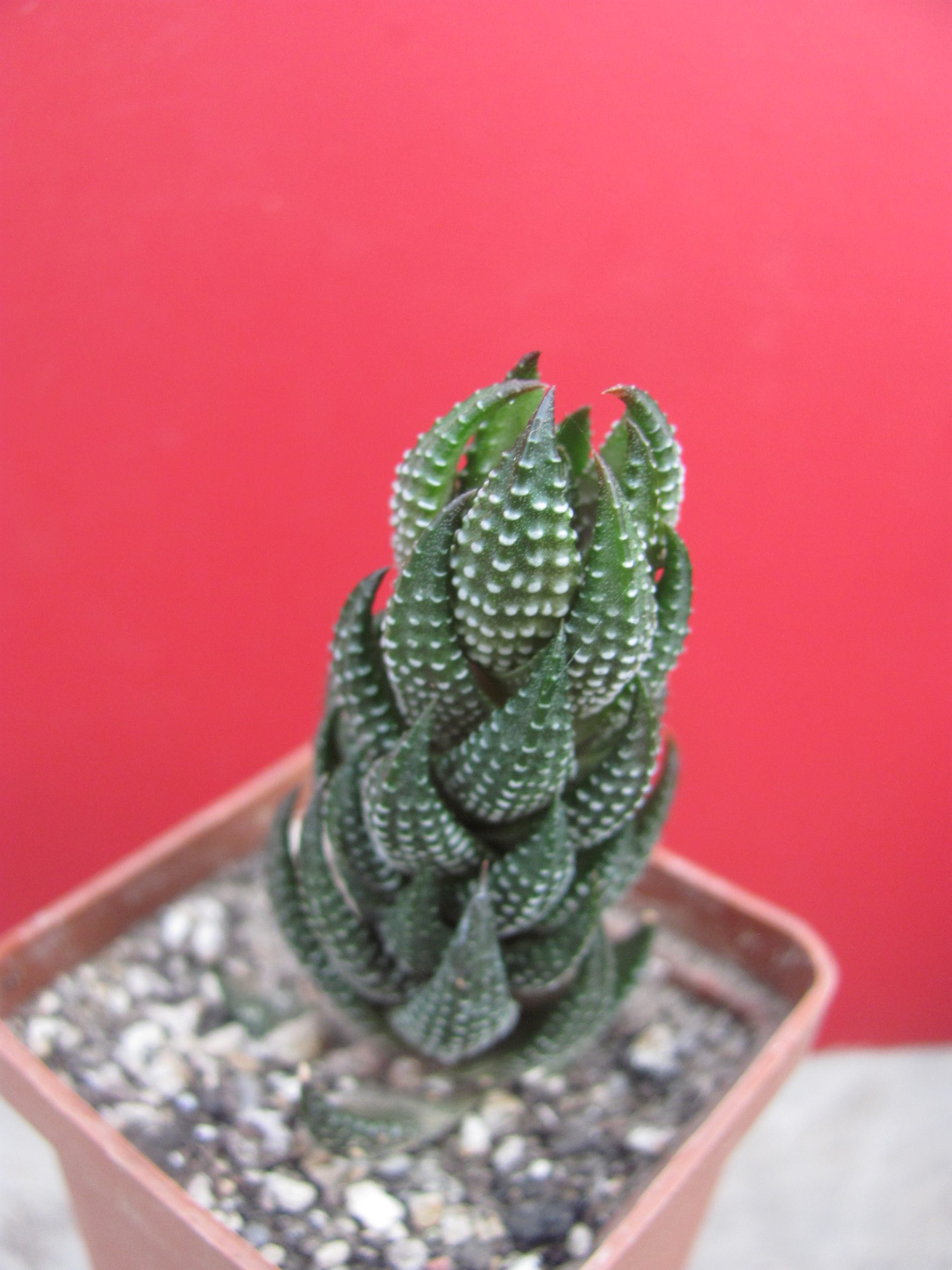 Haworthia reinwardtii
