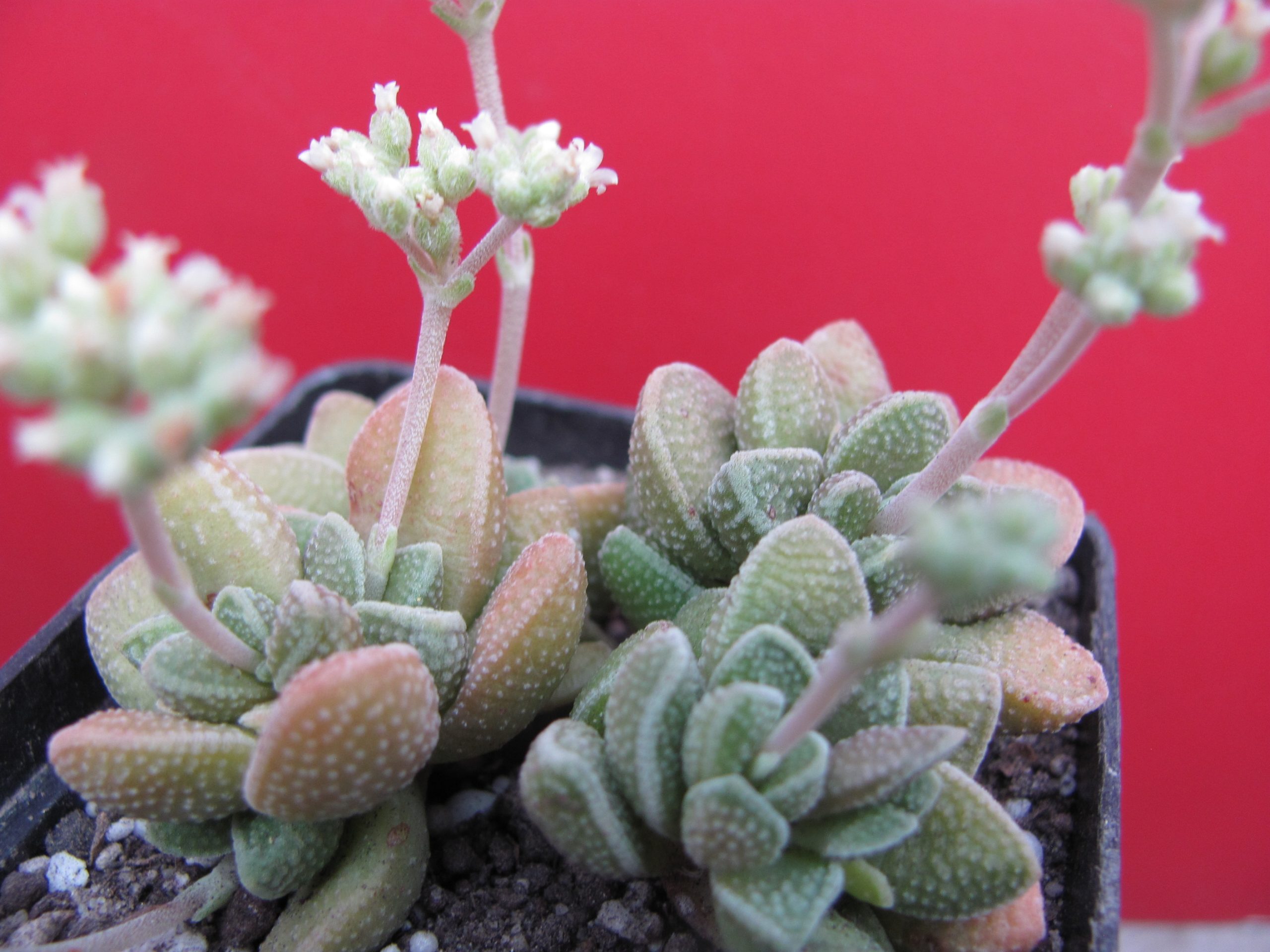 Crassula hybr.