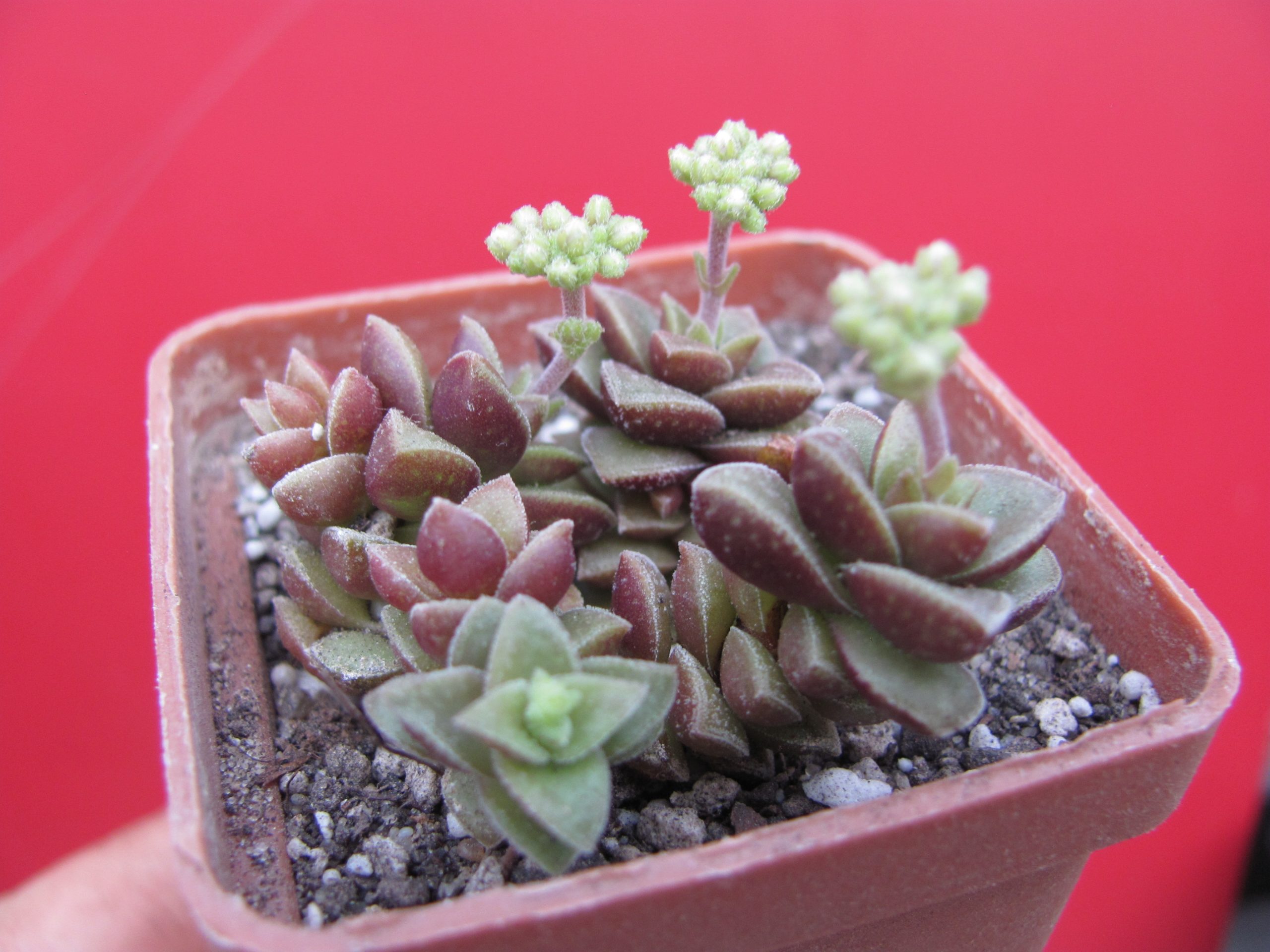 Crassula hybr.