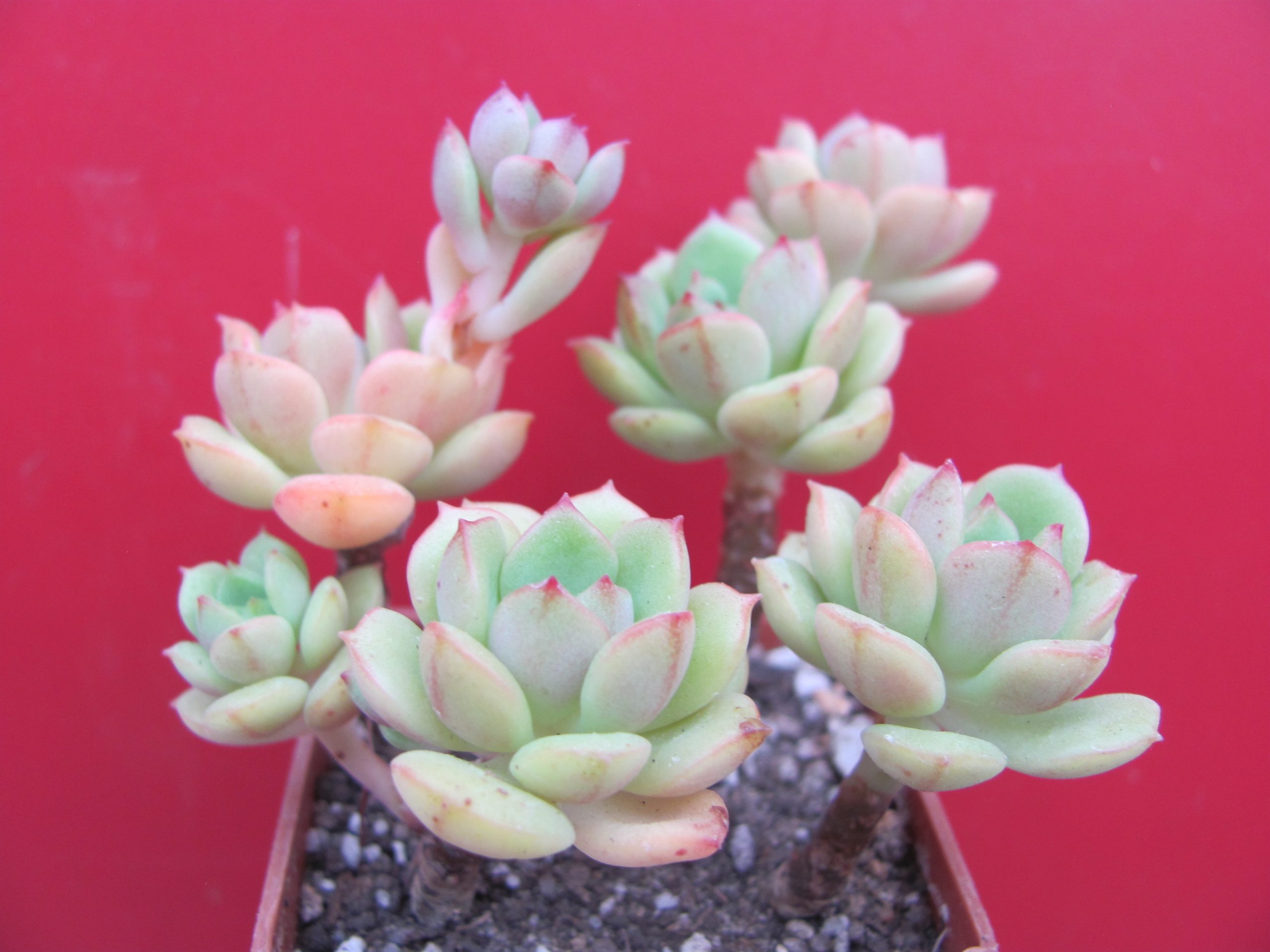 Echeveria Pudgy