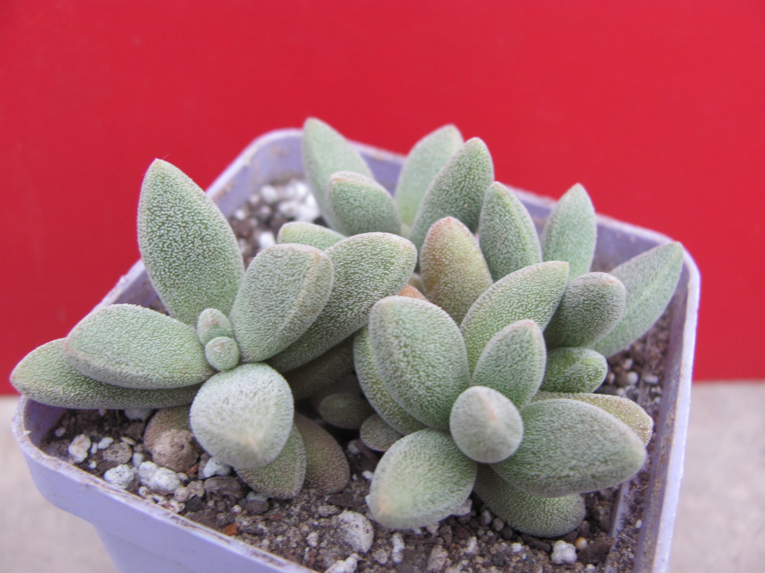 Crassula  namaguensis