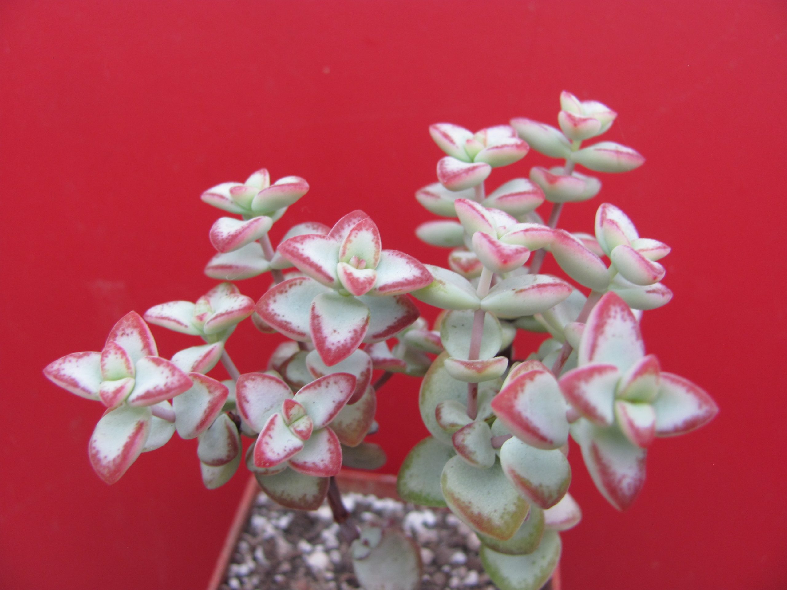 Crassula perforata *Aiboshi*