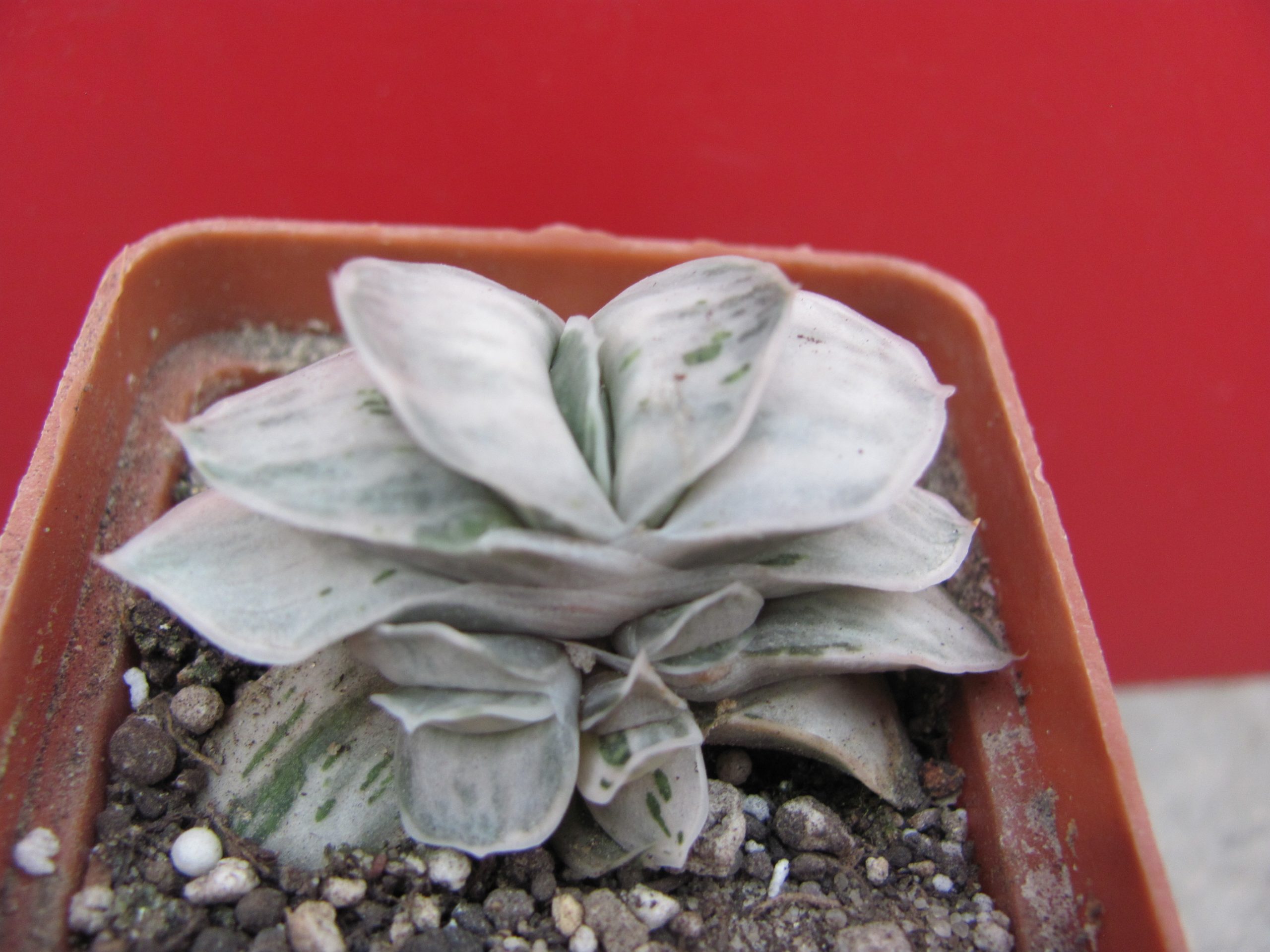 Gasteria Sat Sato no Matsu