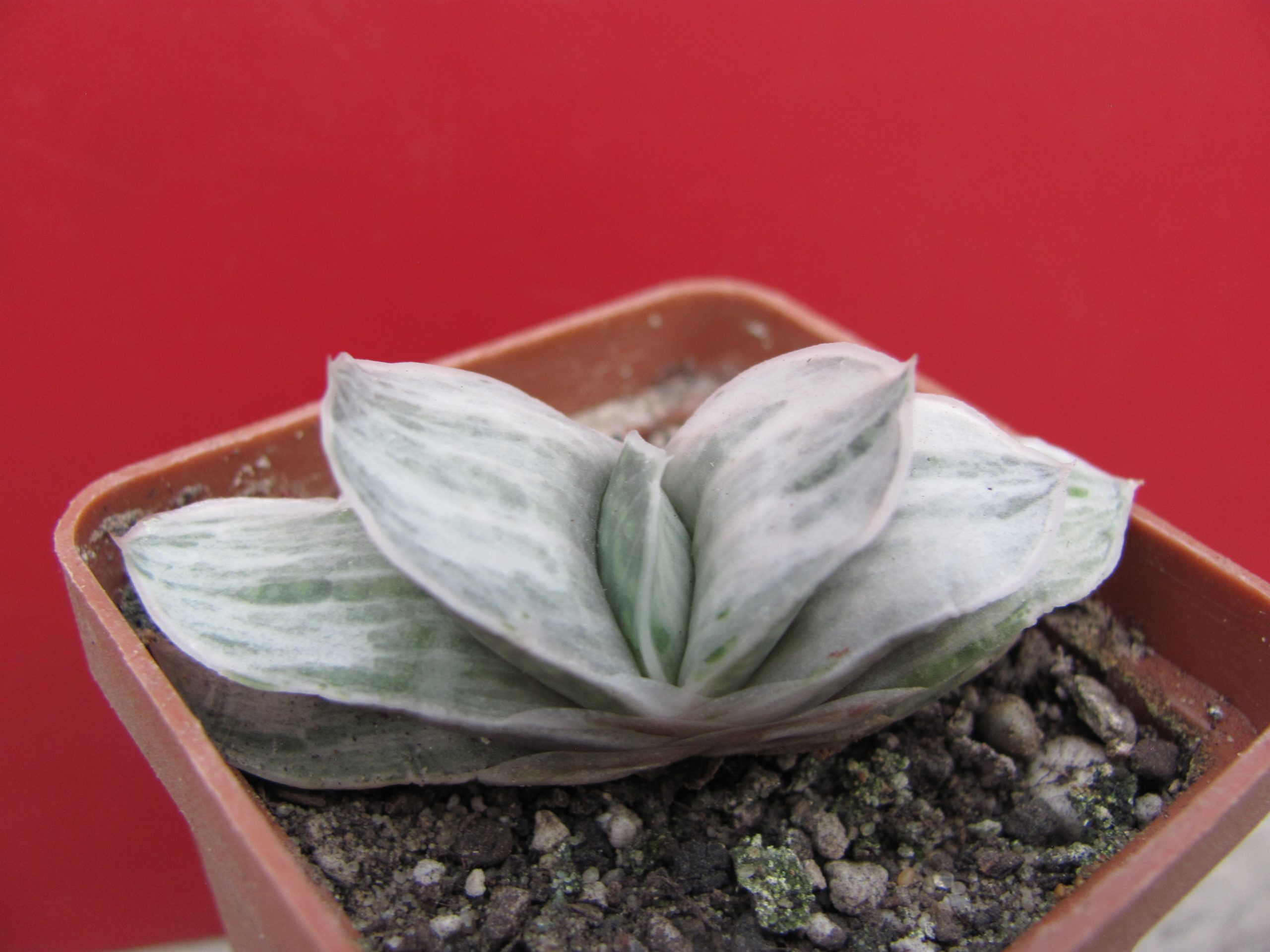 Gasteria Sat Sato no Matsu