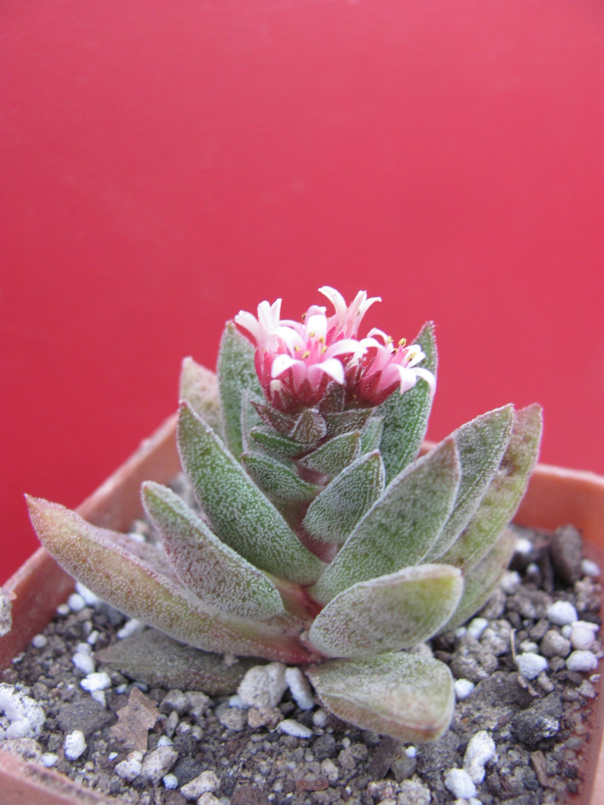 Crassula Justi -corderoyi