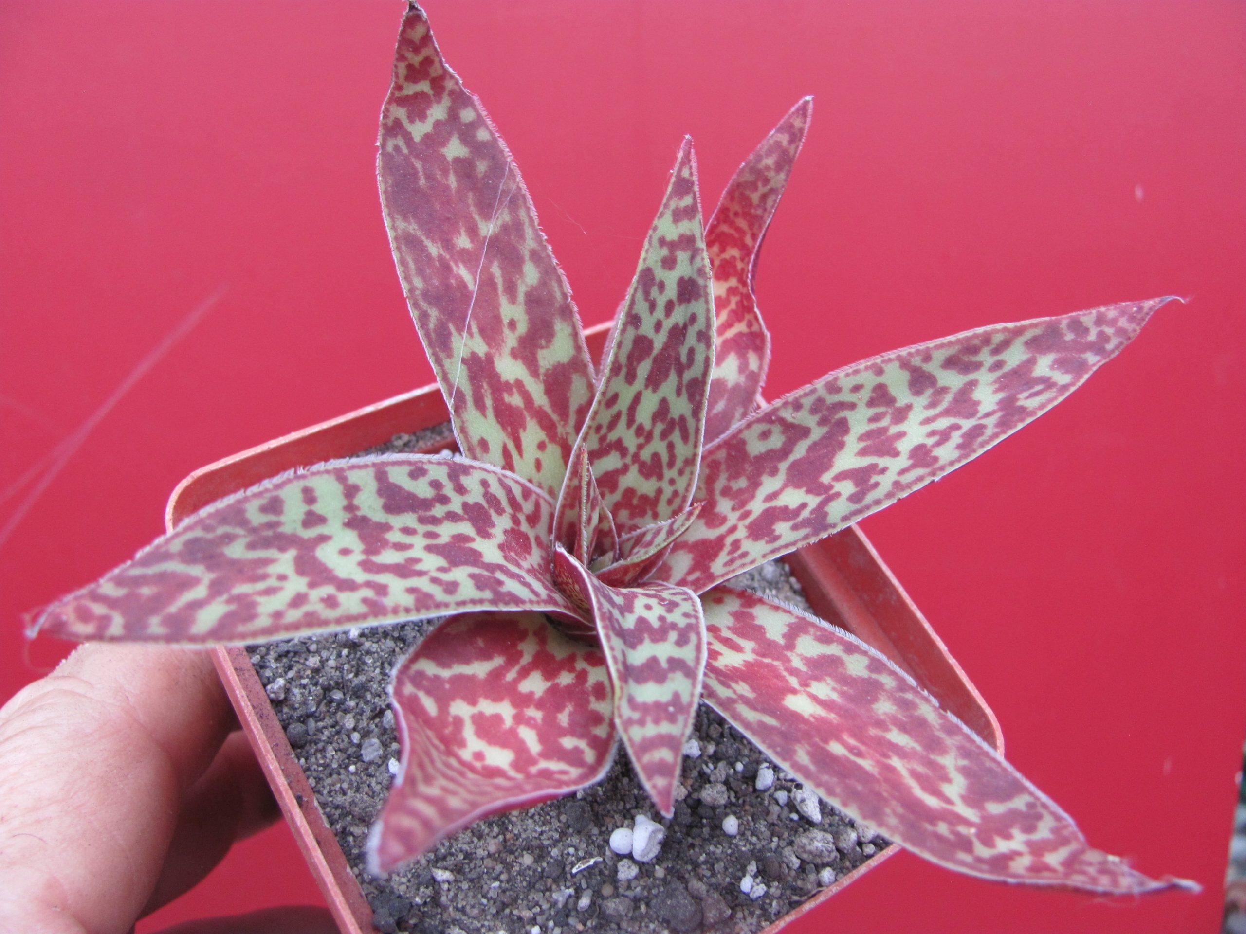 Crassula alba