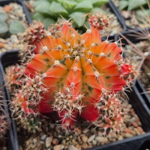 1012 Gymnocalycium mihanovichii f.variegata VVG17 cutting
