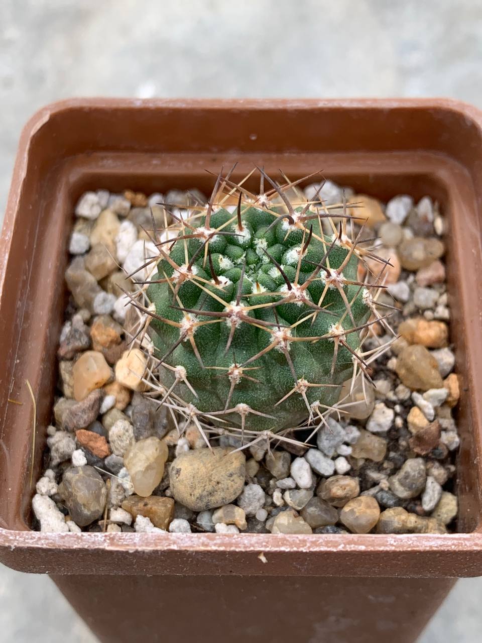 Pyrrhocactus armatus WM 333
