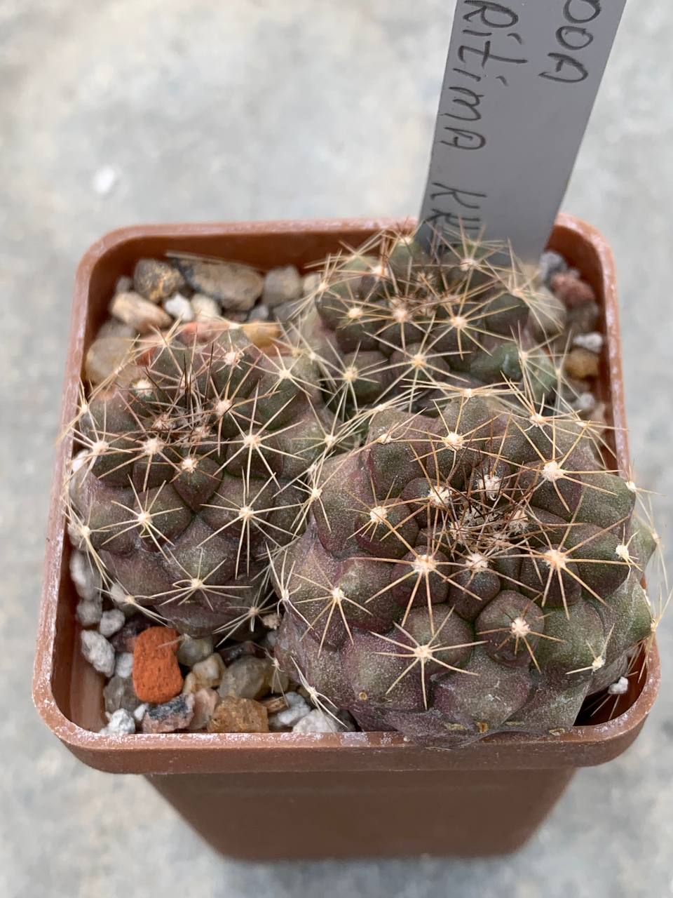 Copiapoa maritima KK 1449