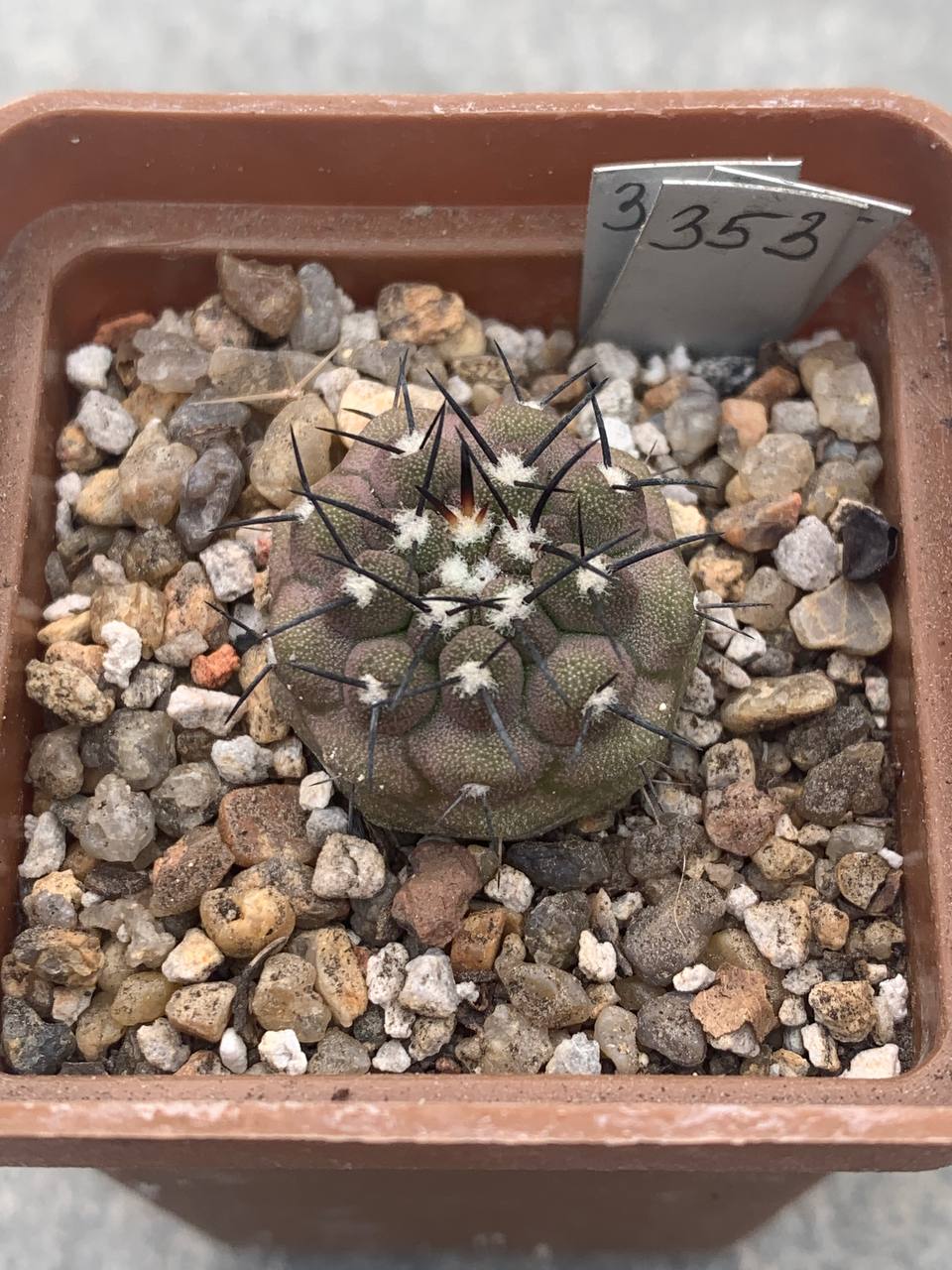 Copiapoa cinerea