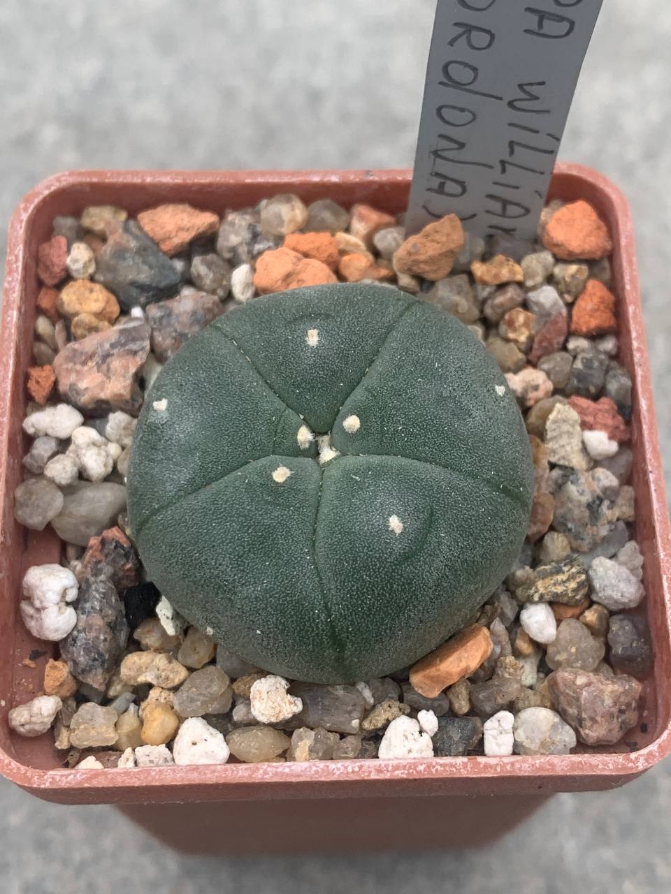 Lophophora williamsii (La cordona)