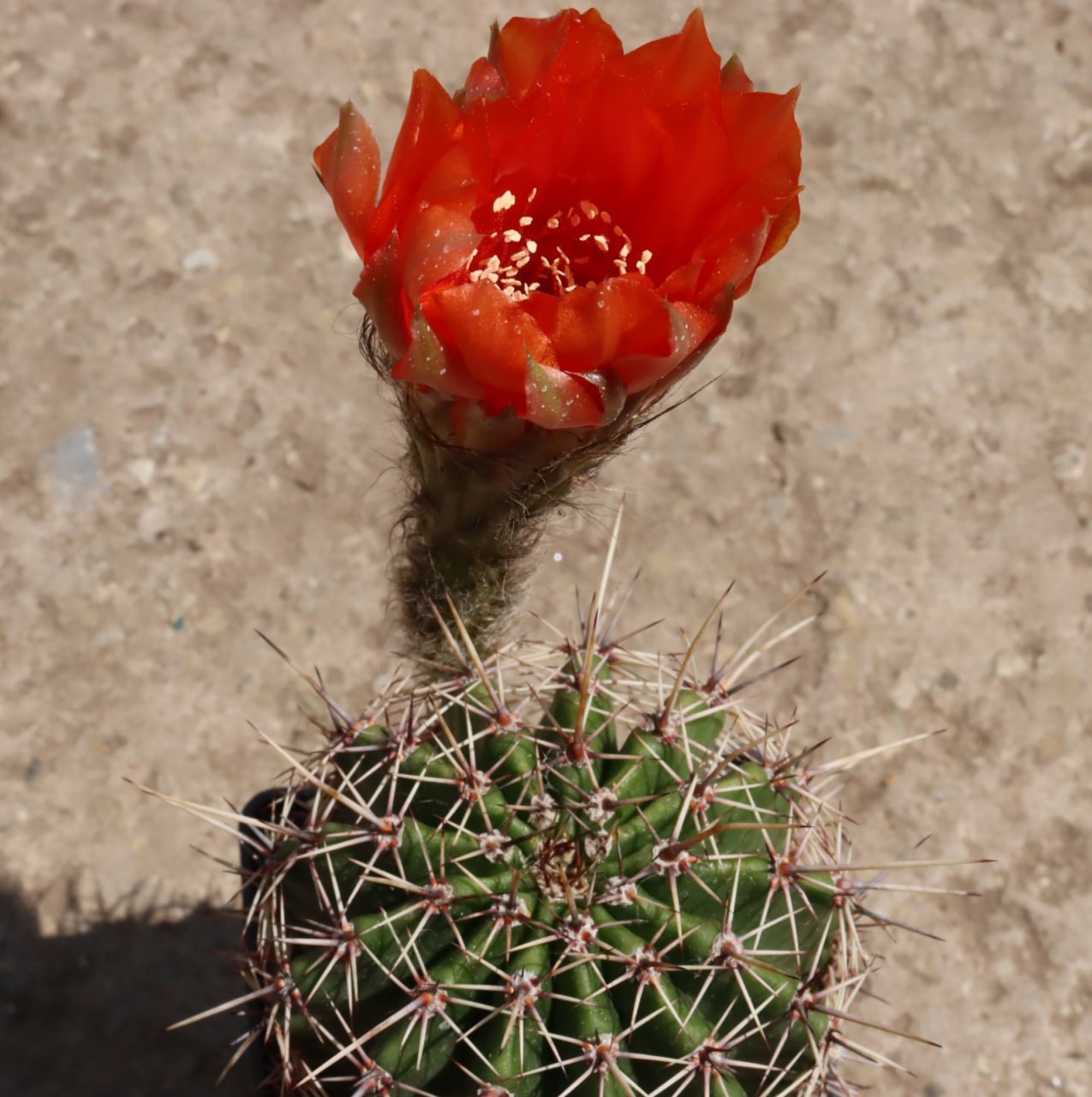 Gibrid Echinopsis x Lobivia