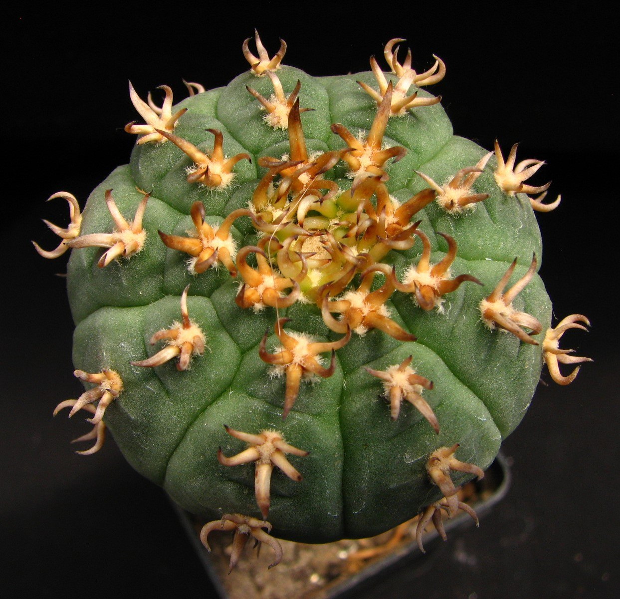 Gymnocalycium spegazzinii unguispinum