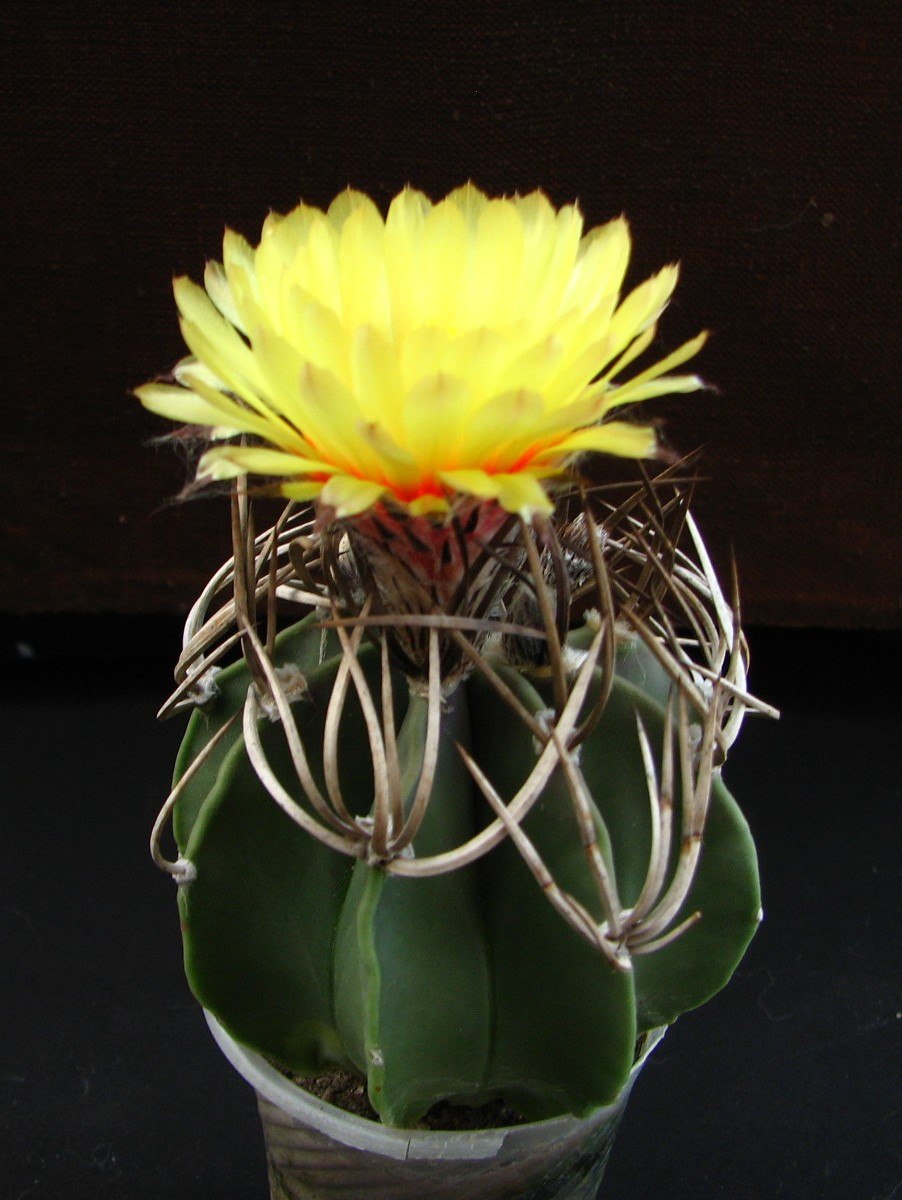 Astrophytum senile ferox