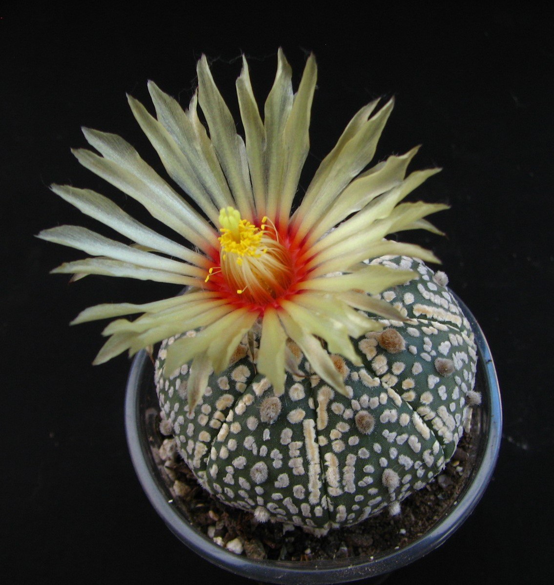 Astrophytum SK
