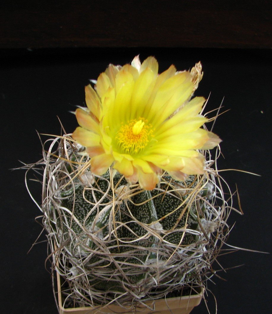 Astrophytum crassispinoides