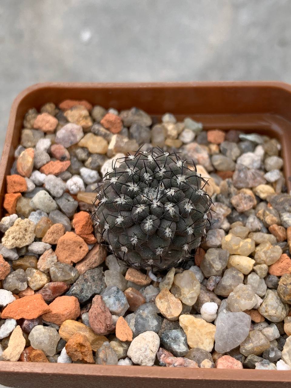 Eriosyce heinrichiana (aff Margueh, Vicuna)