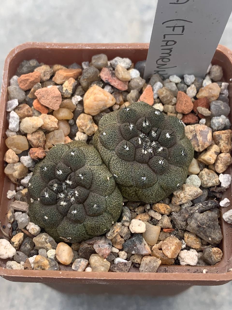 Copiapoa hypogaea (Flamenko, Chile)