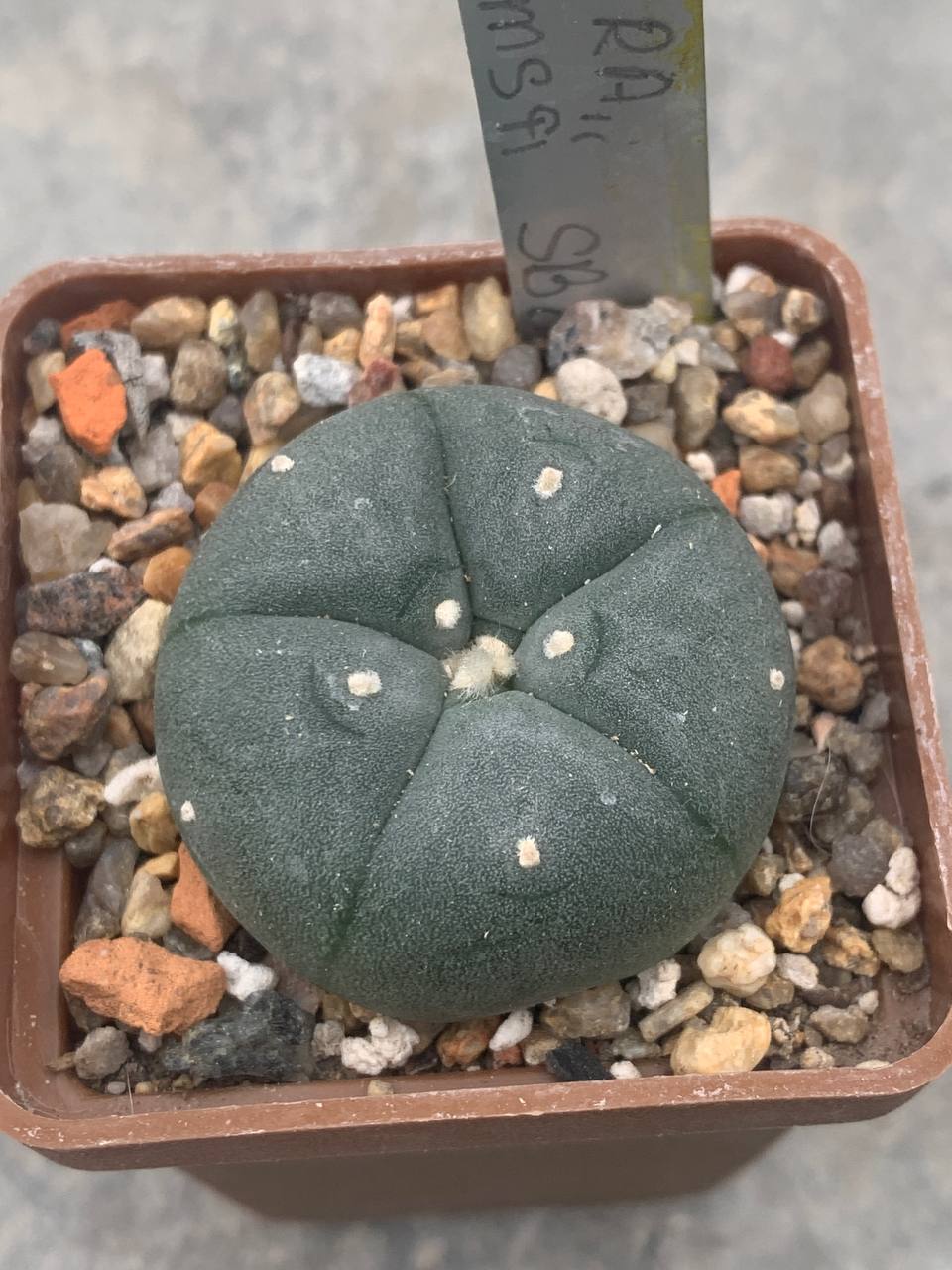 Lophophora williamsii SB 854 (Starr, Co)