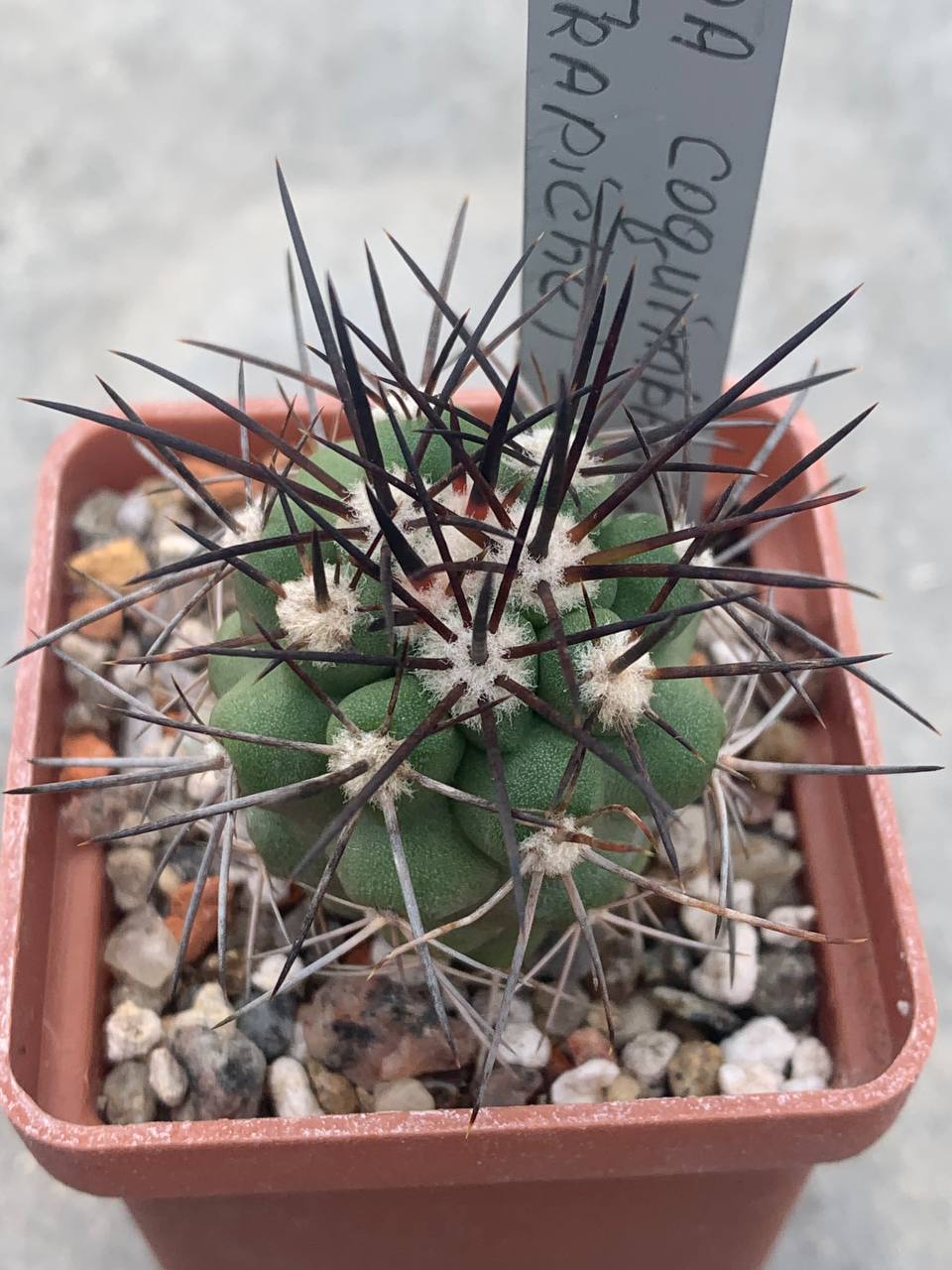 Copiapoa coquimbana (El Trapiche)